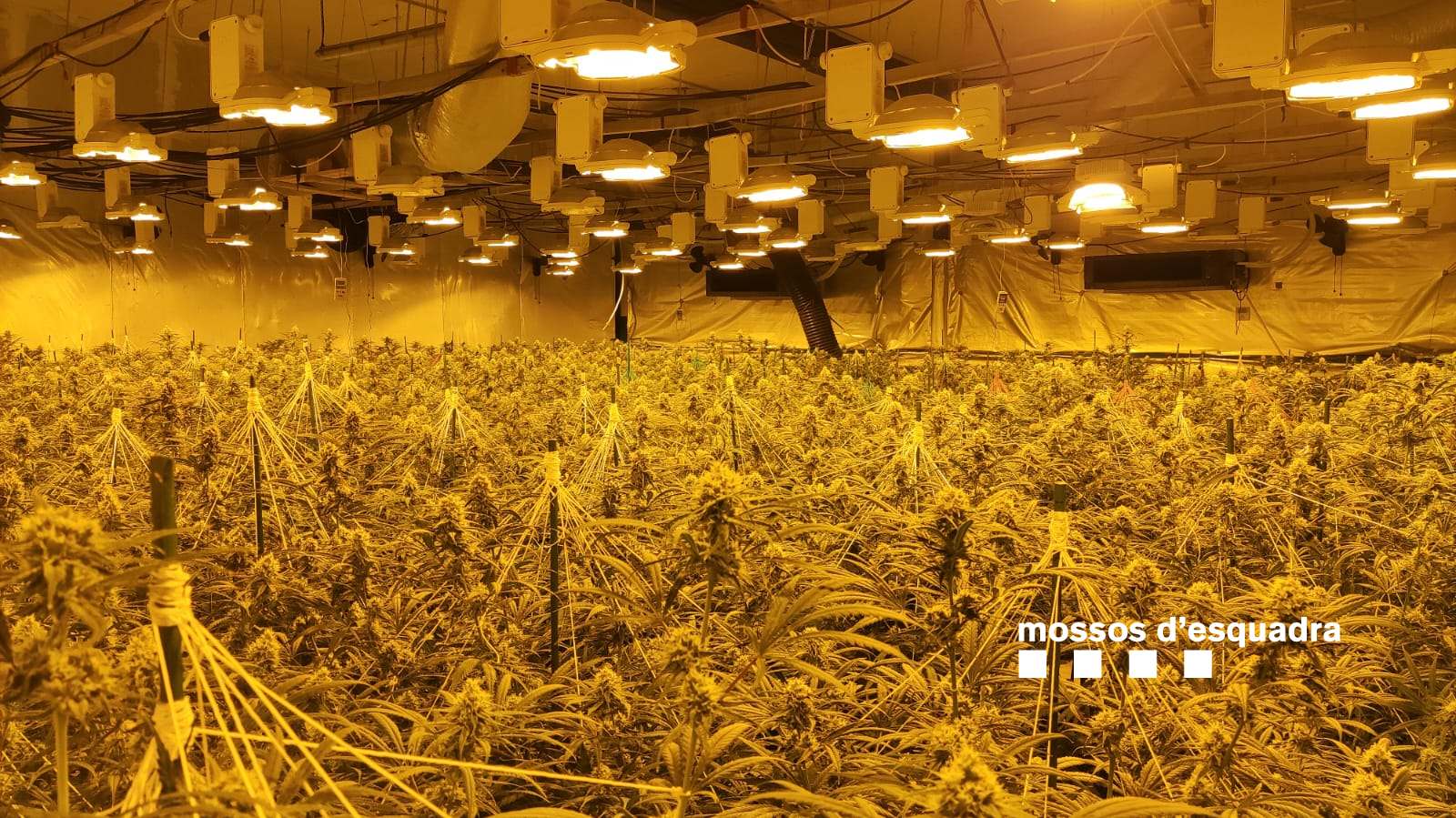 Plantació detectada pels Mossos d'Esquadra en una de les naus que investigaven. FOTO: Mossos