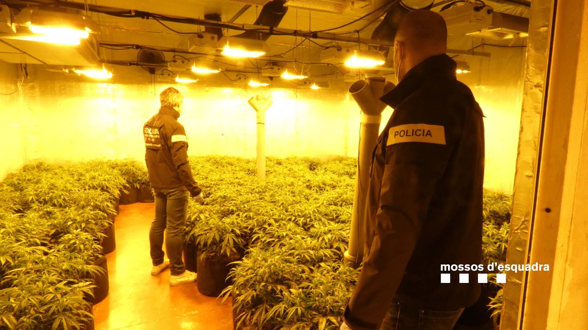 Plantació detectada pels Mossos d'Esquadra en una de les naus que investigaven. FOTO: Mossos