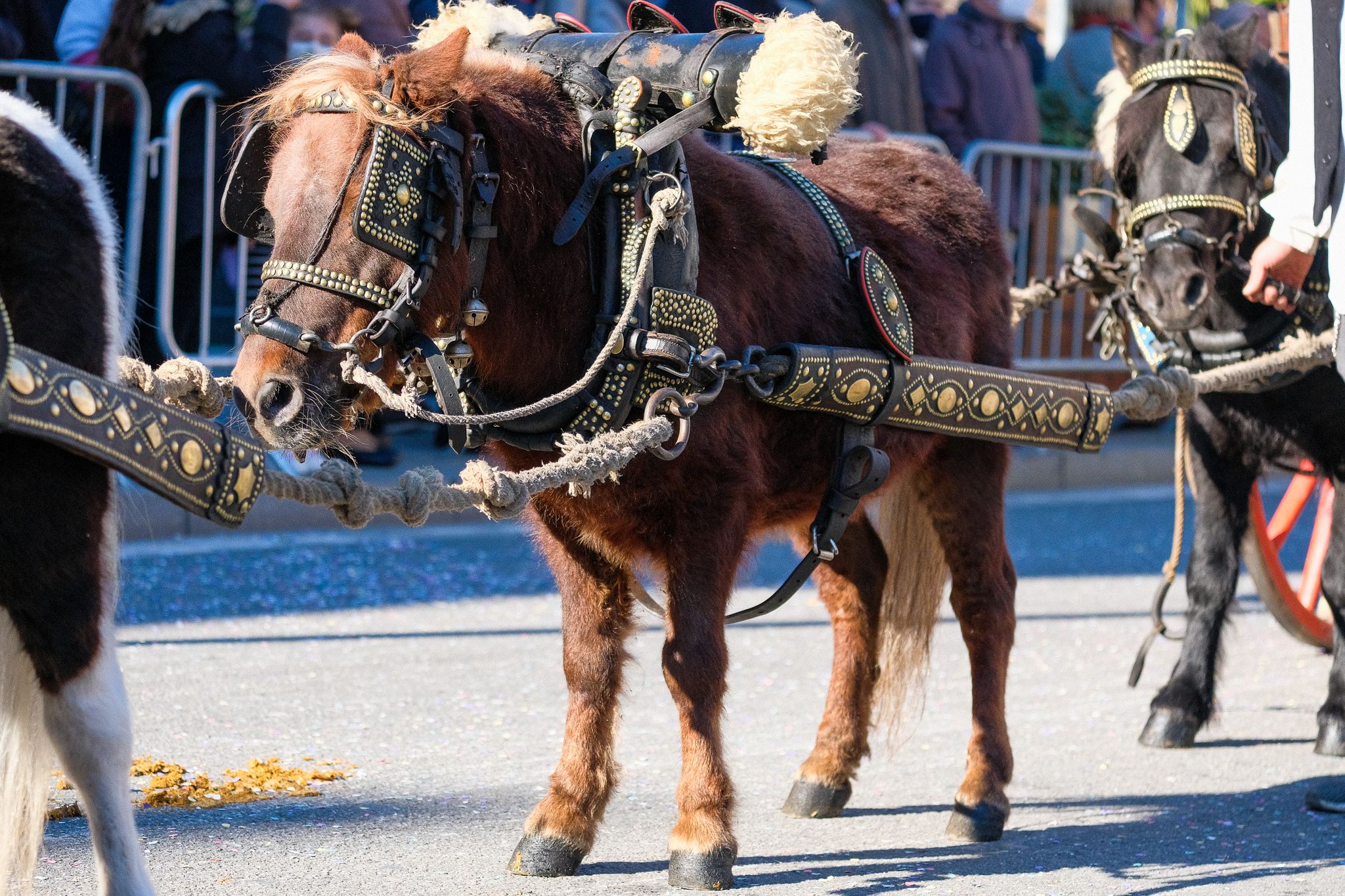 Els cavallas de la passada dels Tres Tombs de 2022. FOTO: Ale Gómez