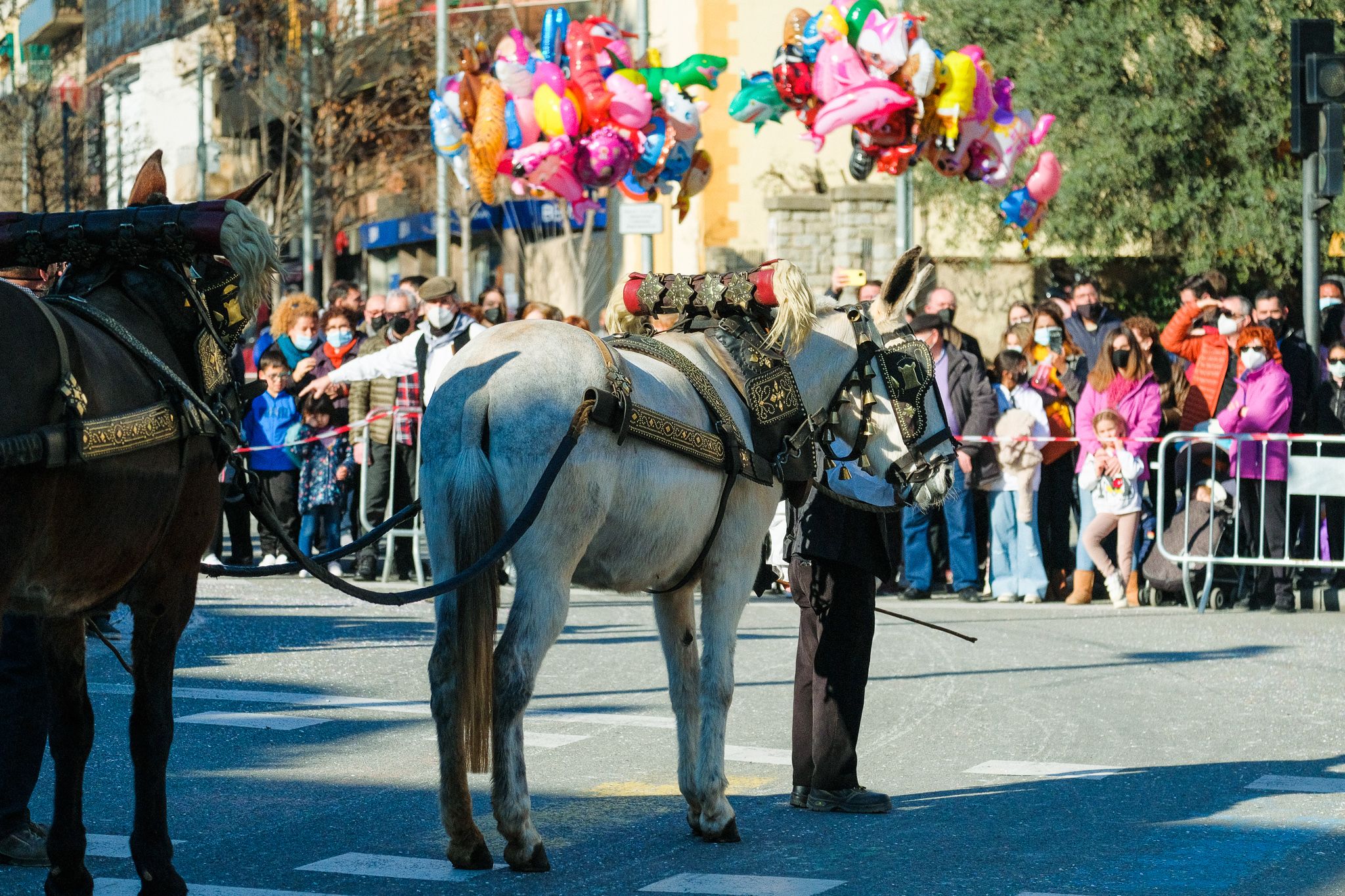 Els cavallas de la passada dels Tres Tombs de 2022. FOTO: Ale Gómez