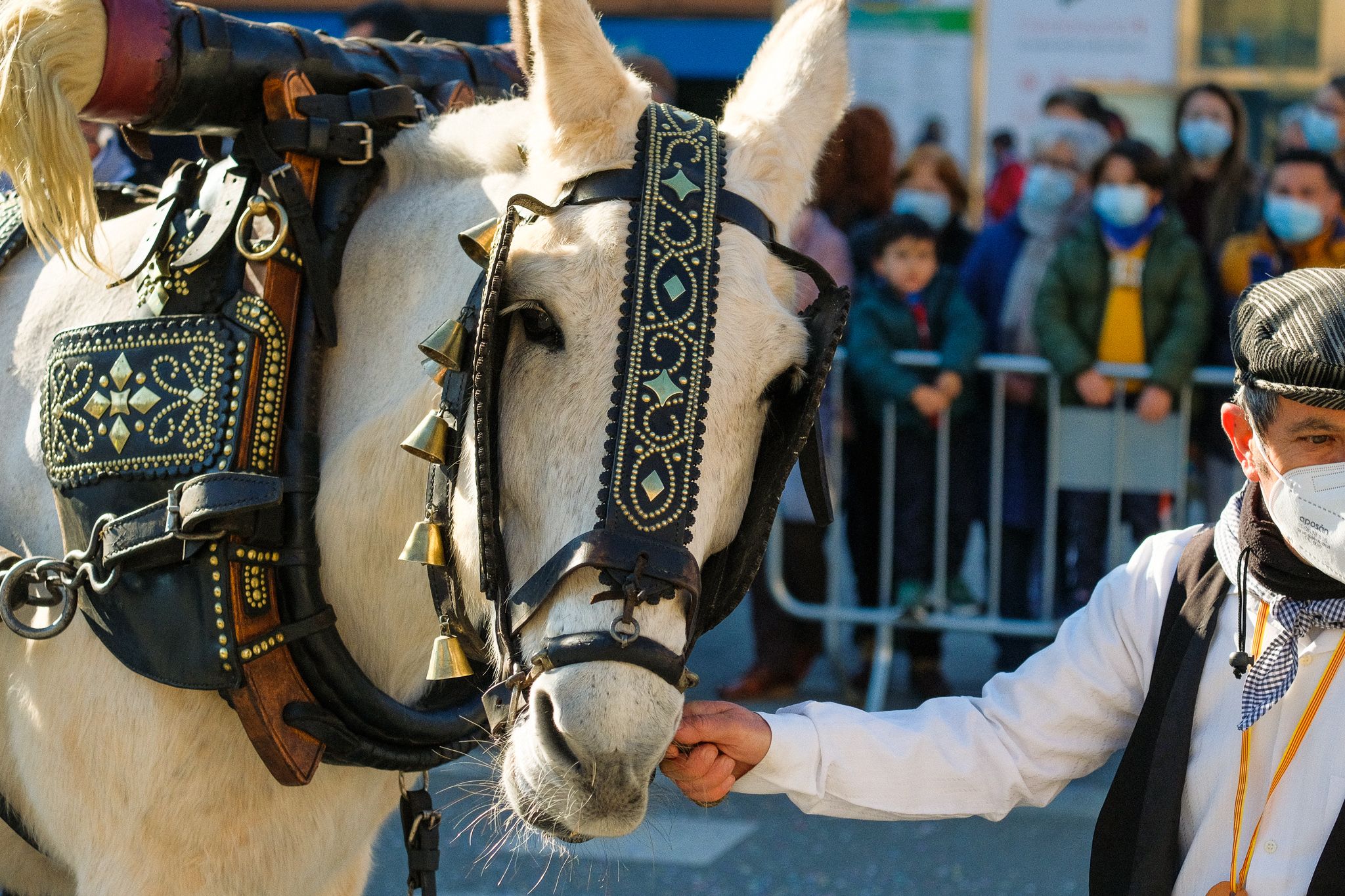 Els cavallas de la passada dels Tres Tombs de 2022. FOTO: Ale Gómez