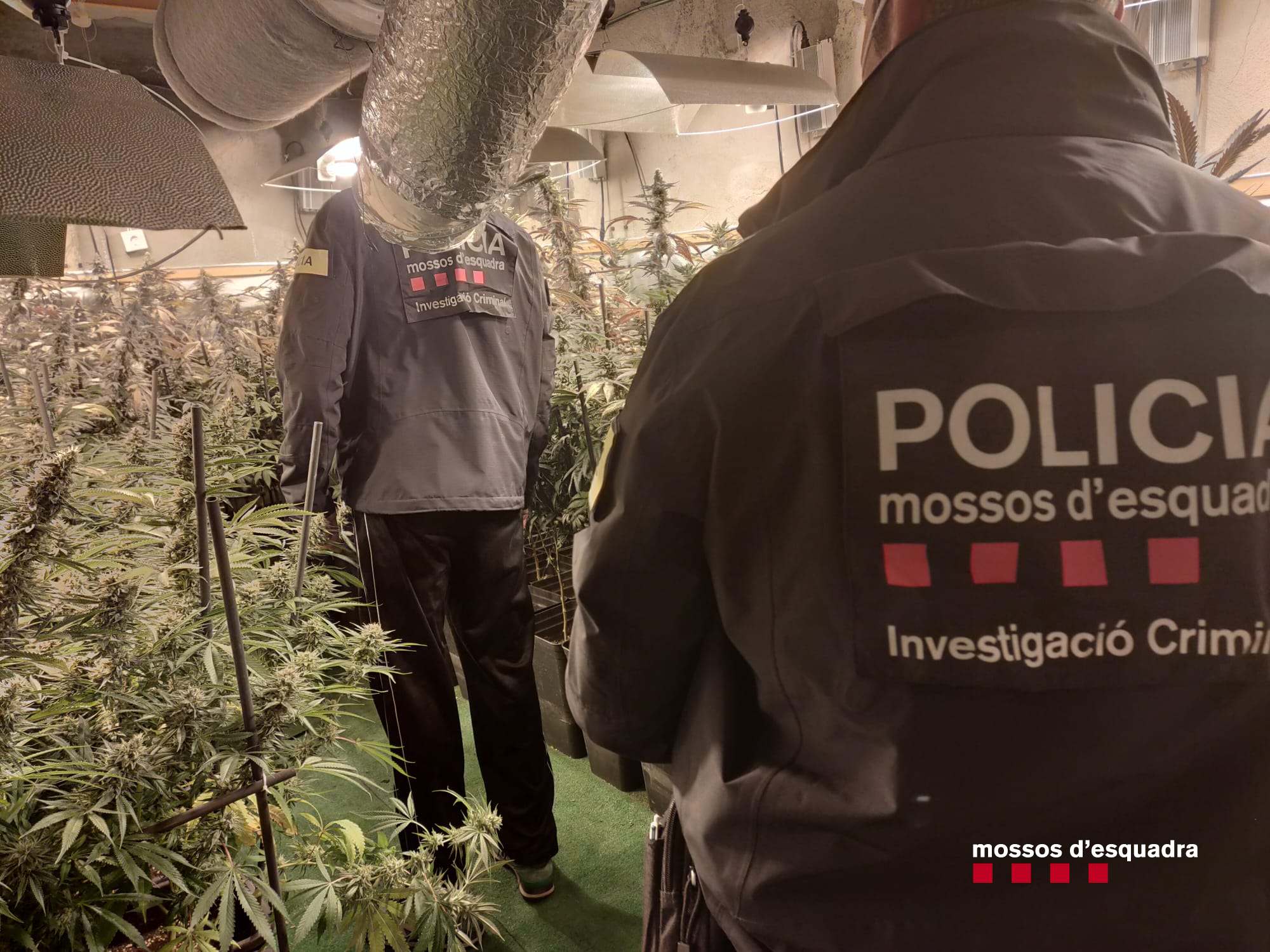 Plantació indoor de marihuana detectada pels Mossos d'Esquadra. FOTO: Mossos