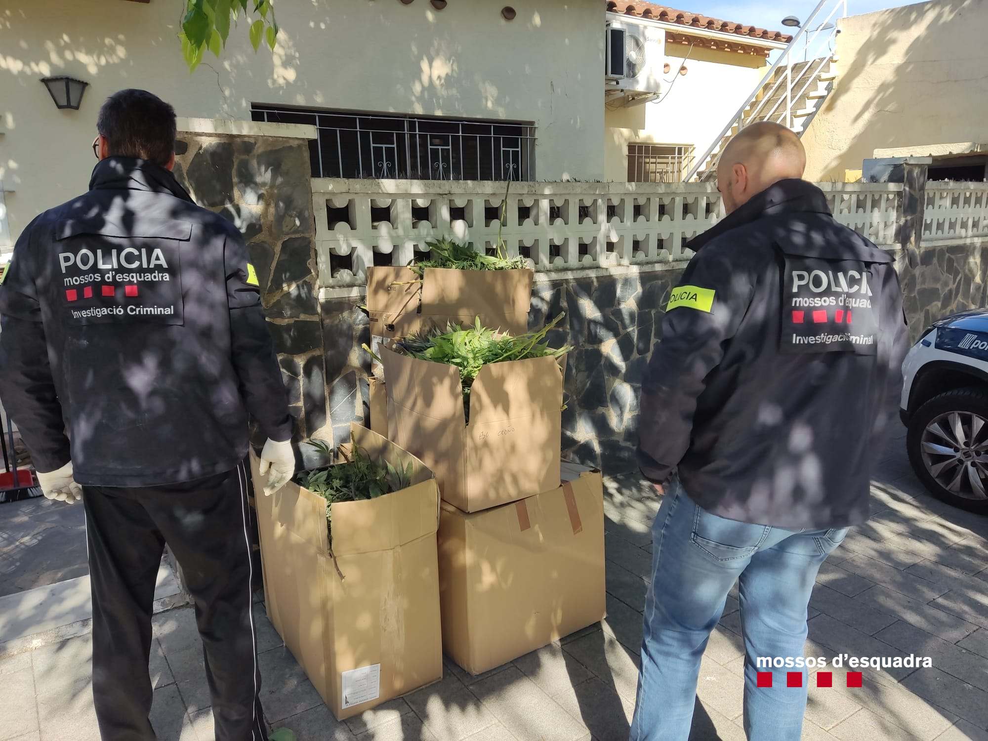 Plantació indoor de marihuana detectada pels Mossos d'Esquadra. FOTO: Mossos