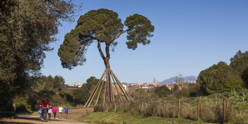 Pi d’en Xandri. FOTO: Ajuntament de Sant Cugat/ Mané Espinosa Pi d’en Xandri. FOTO: Ajuntament de Sant Cugat/ Mané Espinosa