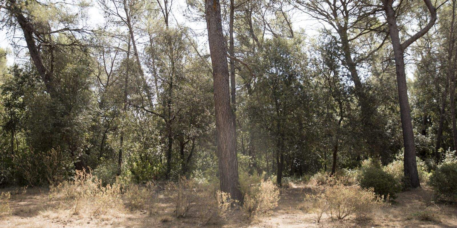 Zona de bosc al Parc Natural de Collserola. FOTO: Bernat Millet