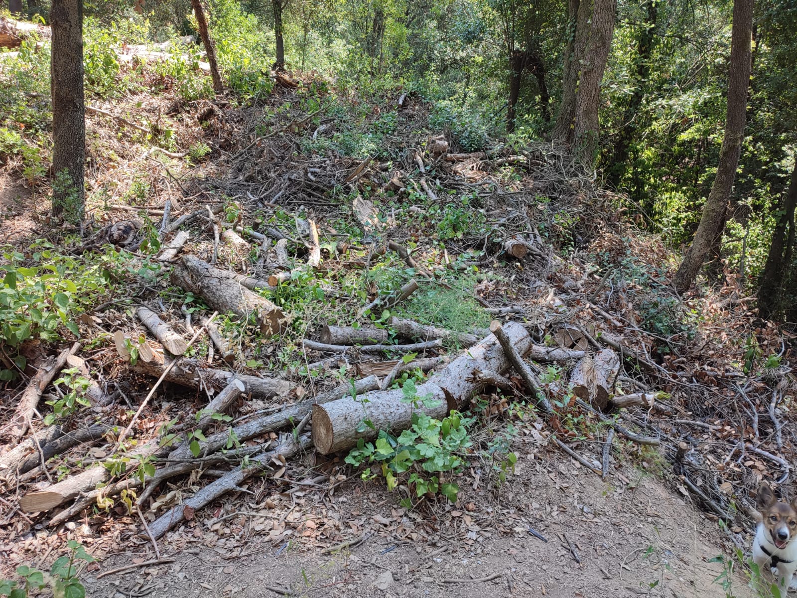 El barri de Montcerdà demana que es netegin les restes de poda. FOTO: Twitter de l'Associació