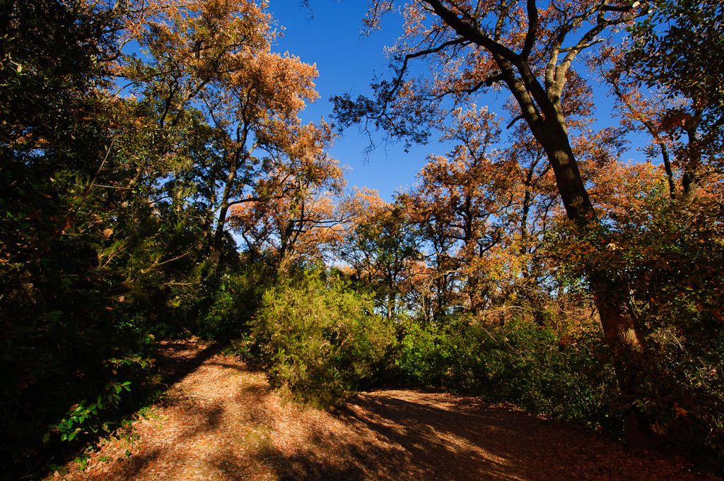 El Parc Natural de Collserola el conformen uns 10 milions d'arbres. FOTO: Parc Natural de la Serra de Collserola