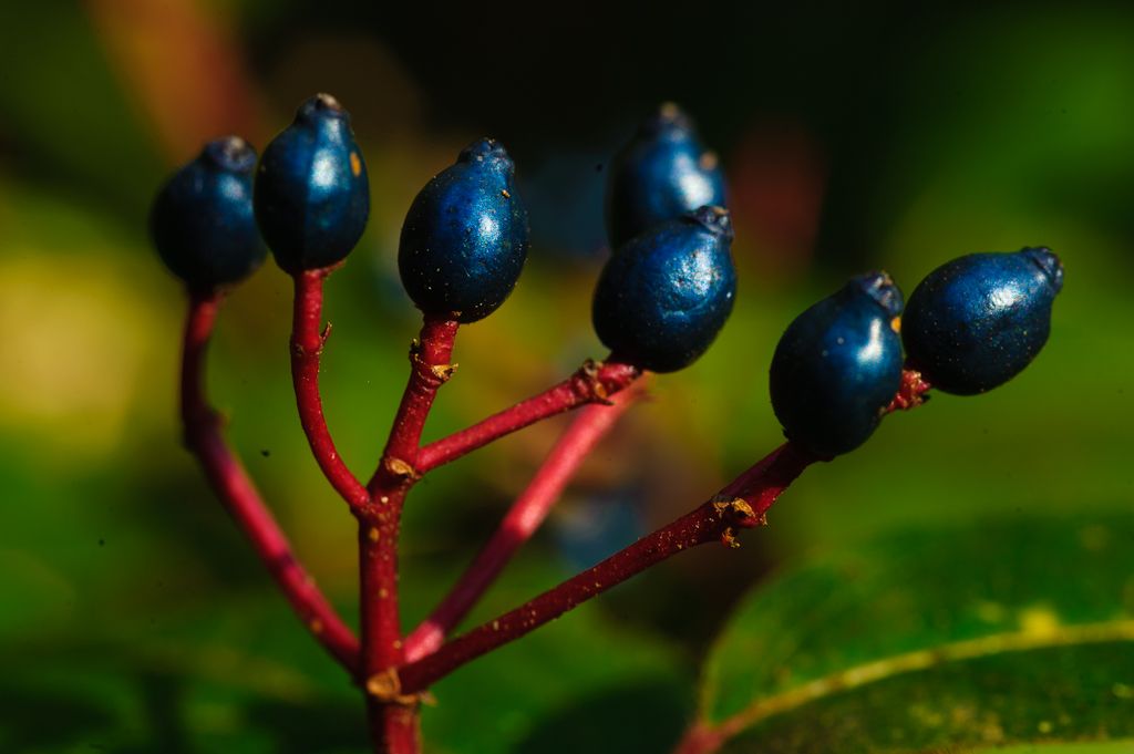 Fruit del marfull. FOTO: Francesc Muntada / Arxiu Parc