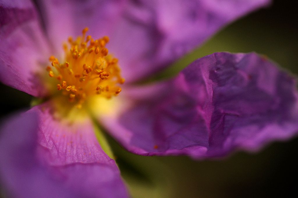 Flor d'estepa blanca. FOTO: Pere Moya / Arxiu Parc