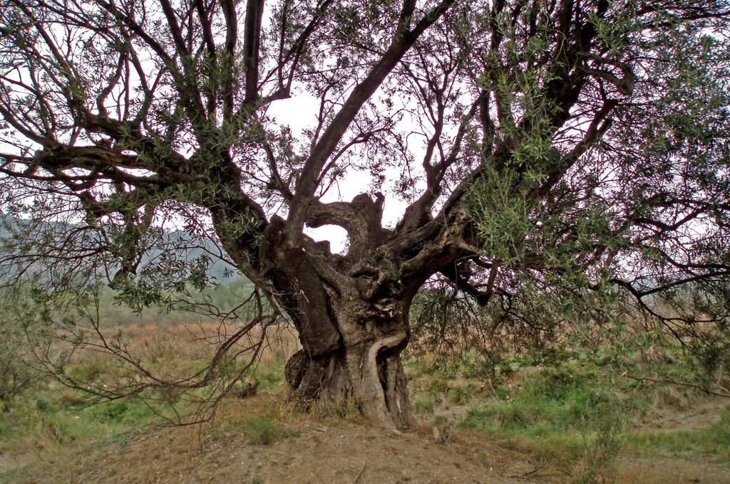 Olivera de Can Oliveres. FOTO: Arxiu del Parc Olivera de Can Oliveres. FOTO: Arxiu del Parc