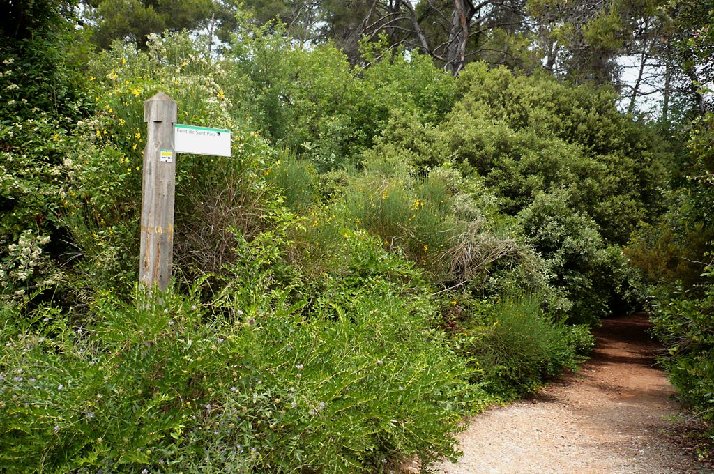 Passejada per can coll. FOTO. Arxiu del Parc Natural de Collserola Passejada per can coll. FOTO. Arxiu del Parc Natural de Collserola