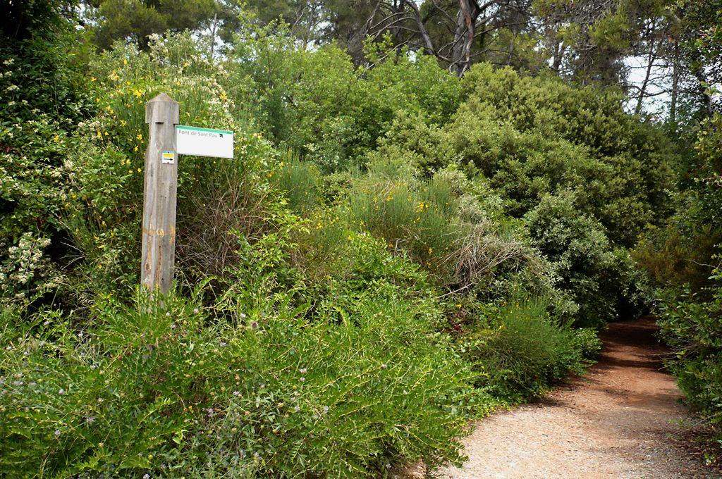 Passejada per can coll. FOTO. Arxiu del Parc Natural de Collserola