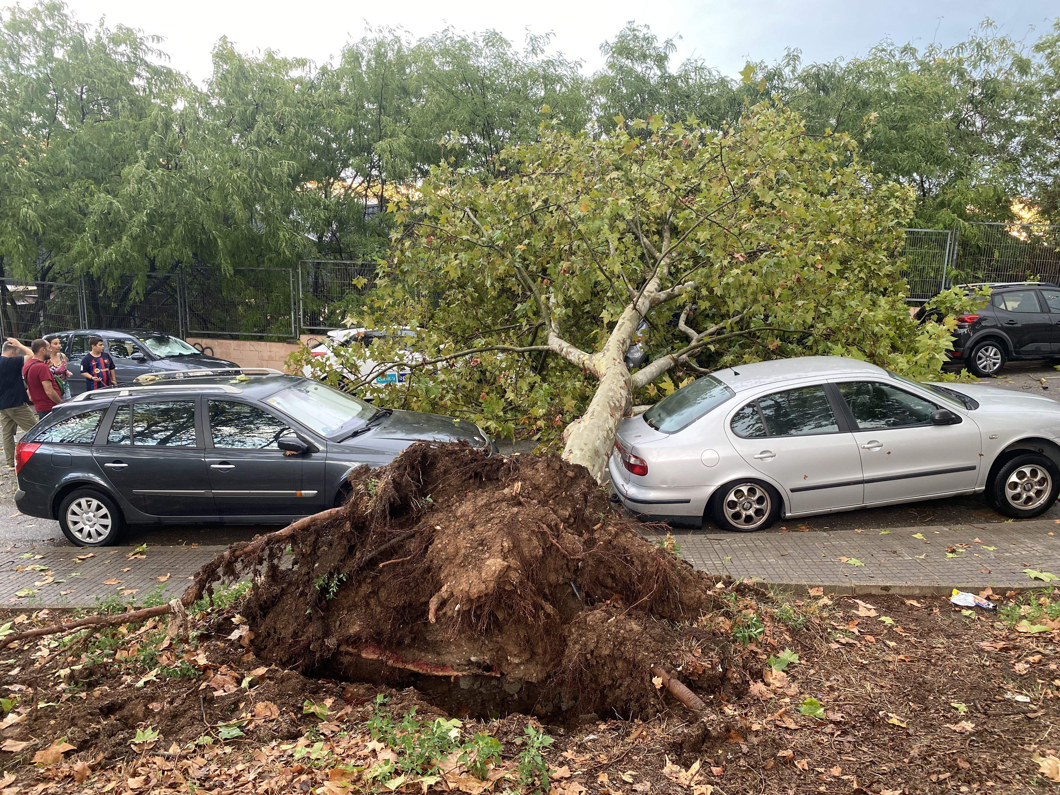 Un arbre caigut al carrer del Foment el dimecres 31 d'agost. FOTO: Mónica GM