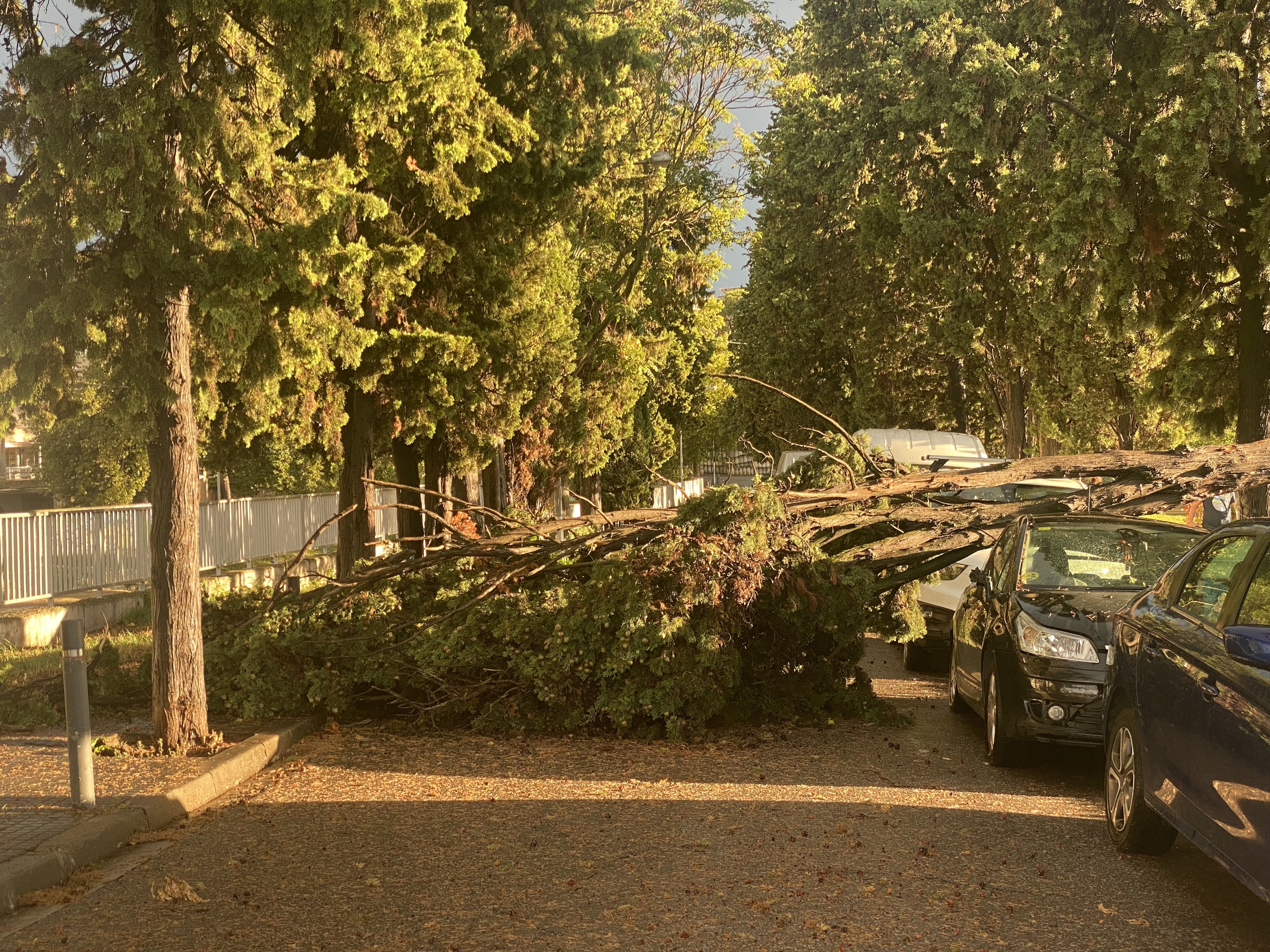 Un arbre caigut al passeig de la Riera. FOTO: Mónica GM