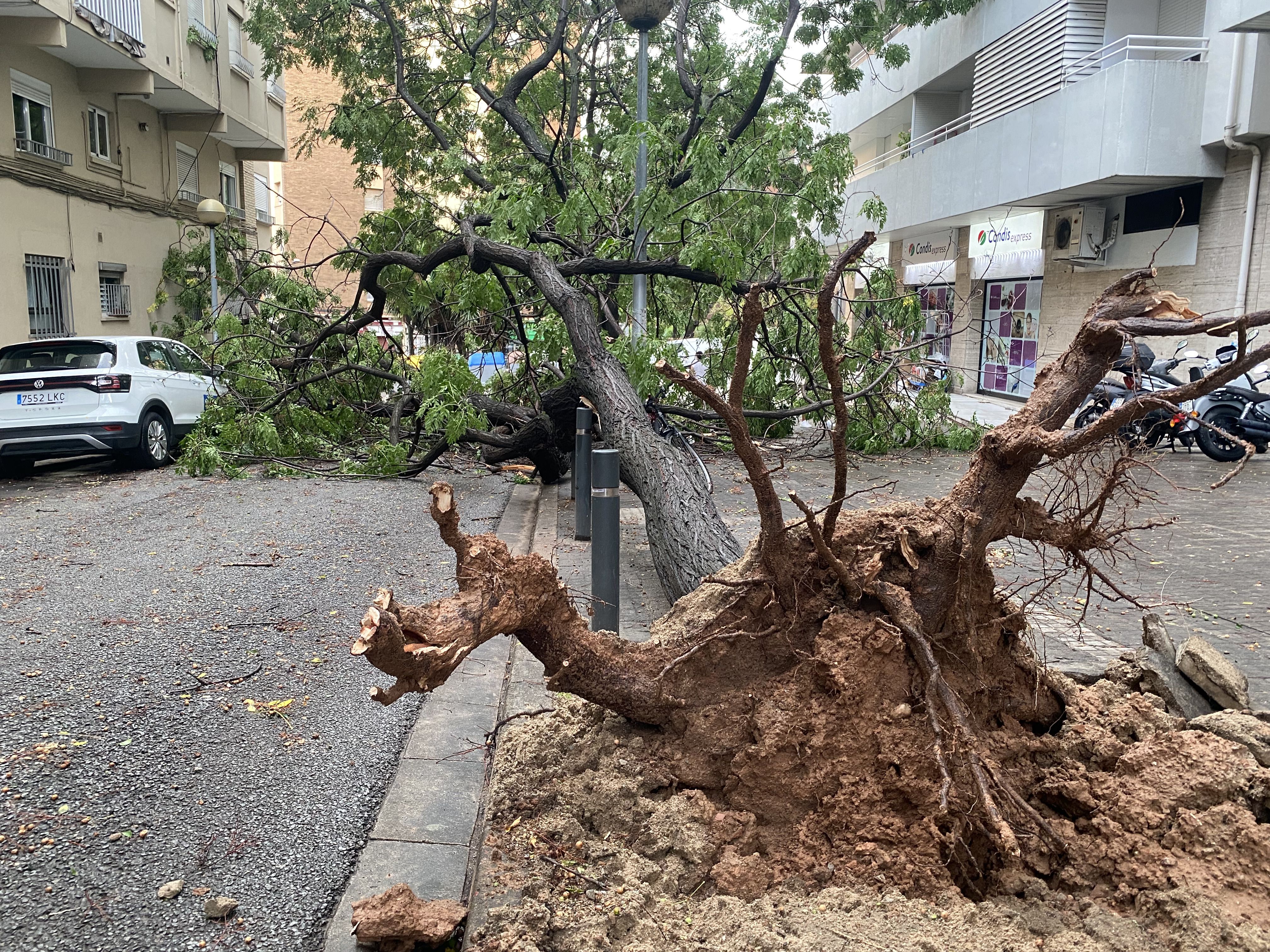Un arbre caigut al carrer de Les Fontetes. FOTO: Mónica GM