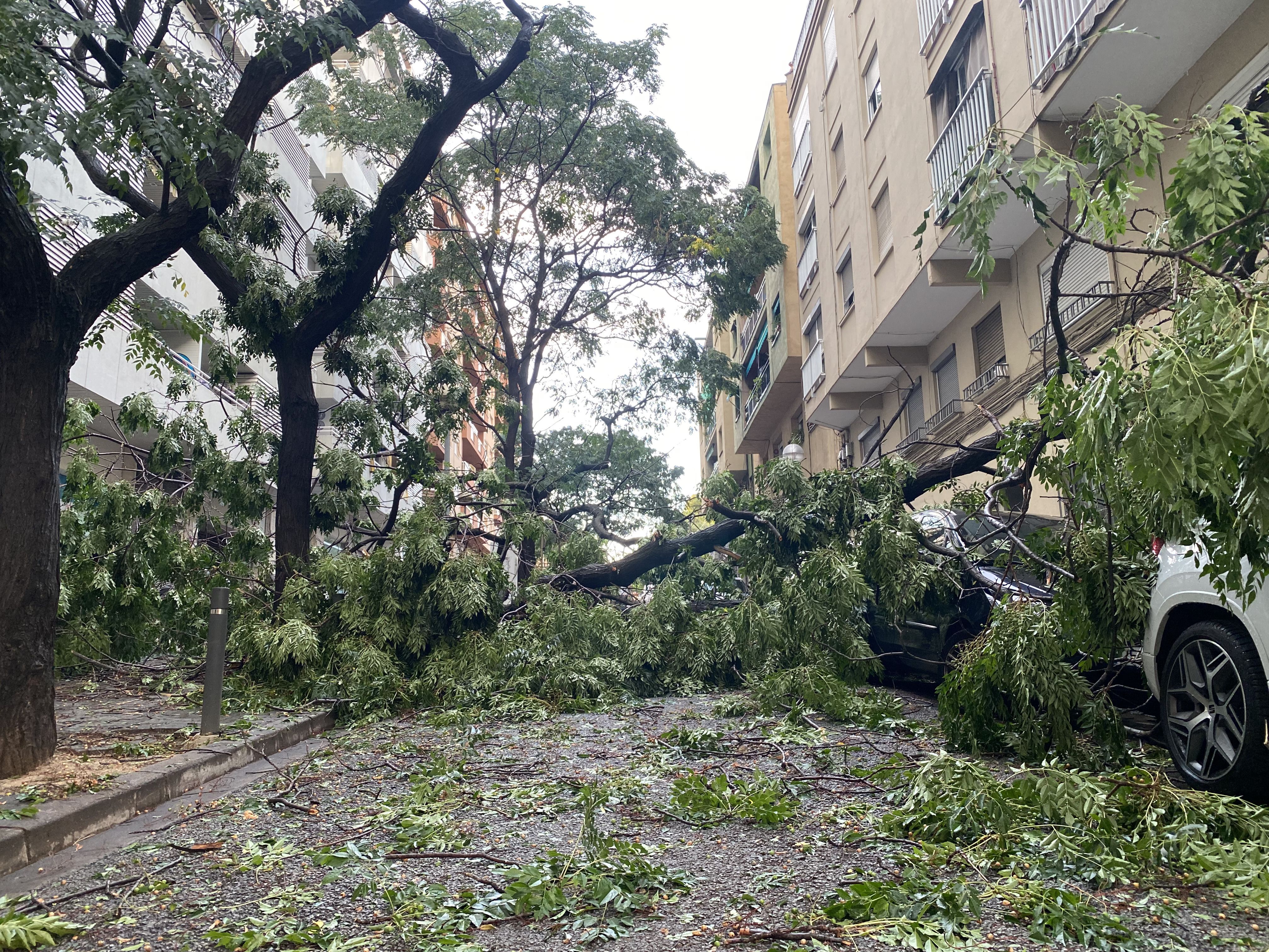 Una tempesta al setembre va provocar la caiguda de diversos arbres. Aquest, al barri de Les Fontetes. FOTO: Mónica GM