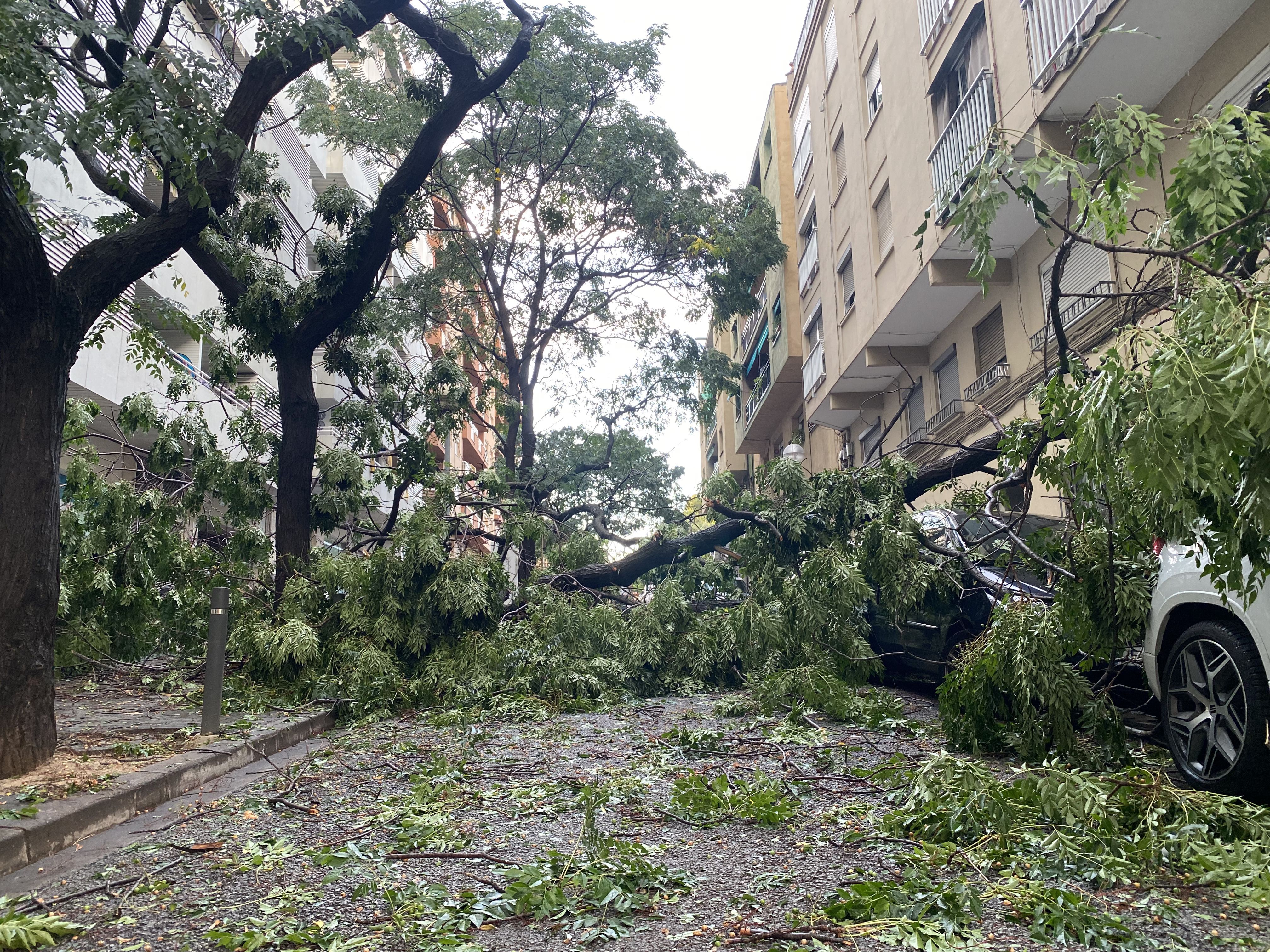 Carrer tallat per un arbre caigut al barri de Les Fontetes. FOTO: Mónica GM