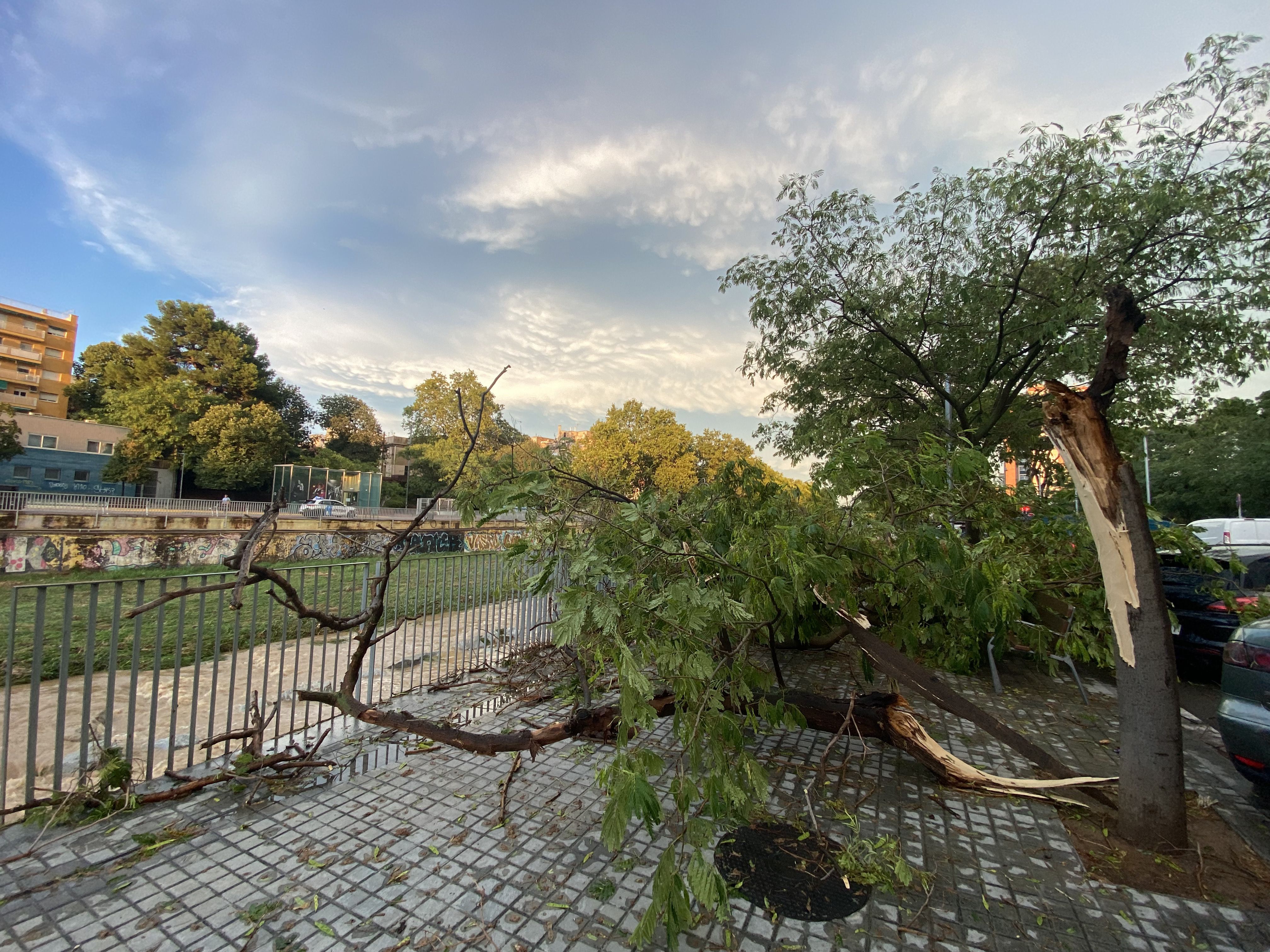 Branques d'un arbre caigudes al passeig de les Acàcies. FOTO: Mónica GM