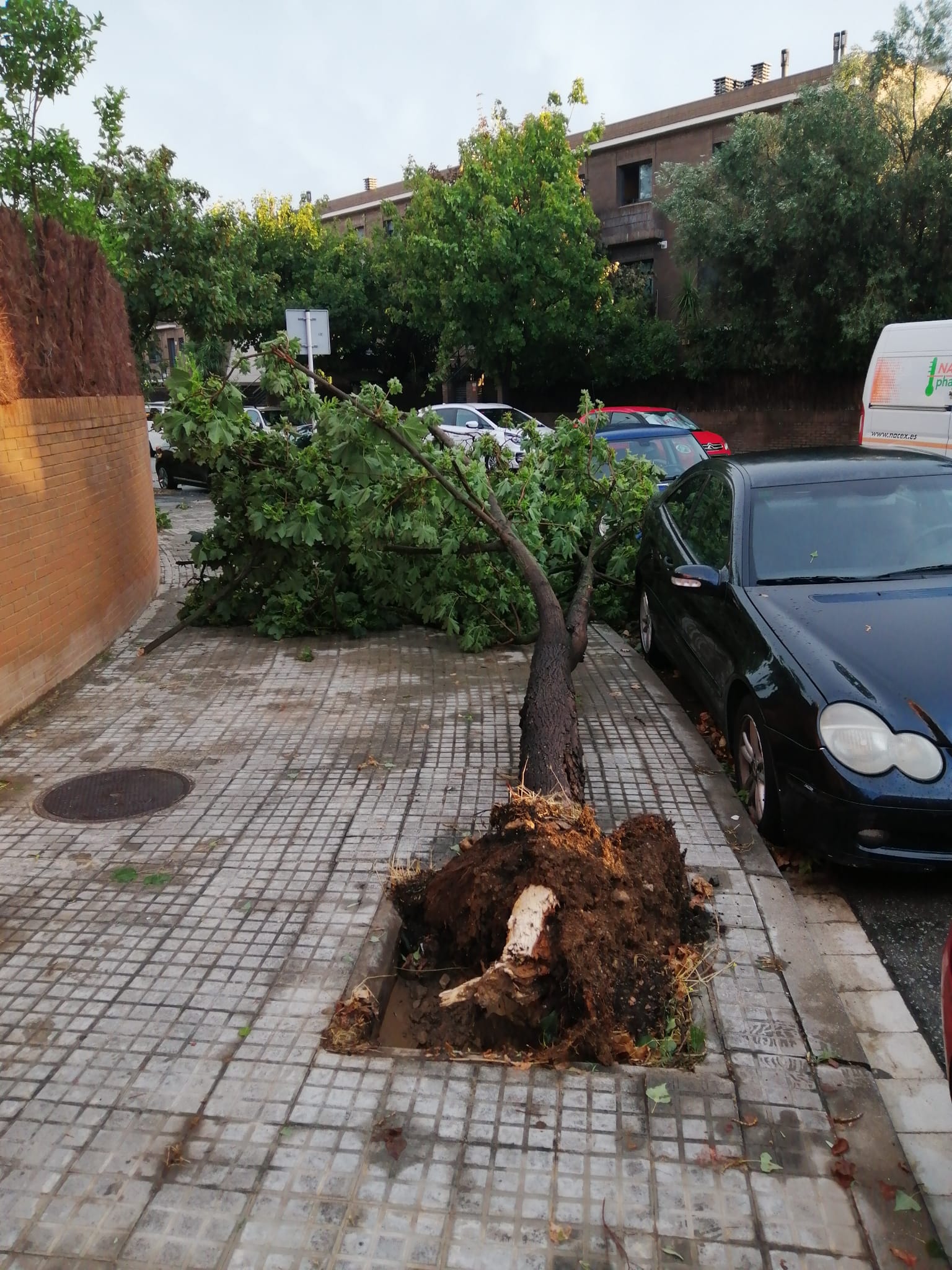 Un arbre caigut al barri de Serraparera. FOTO: Cedida