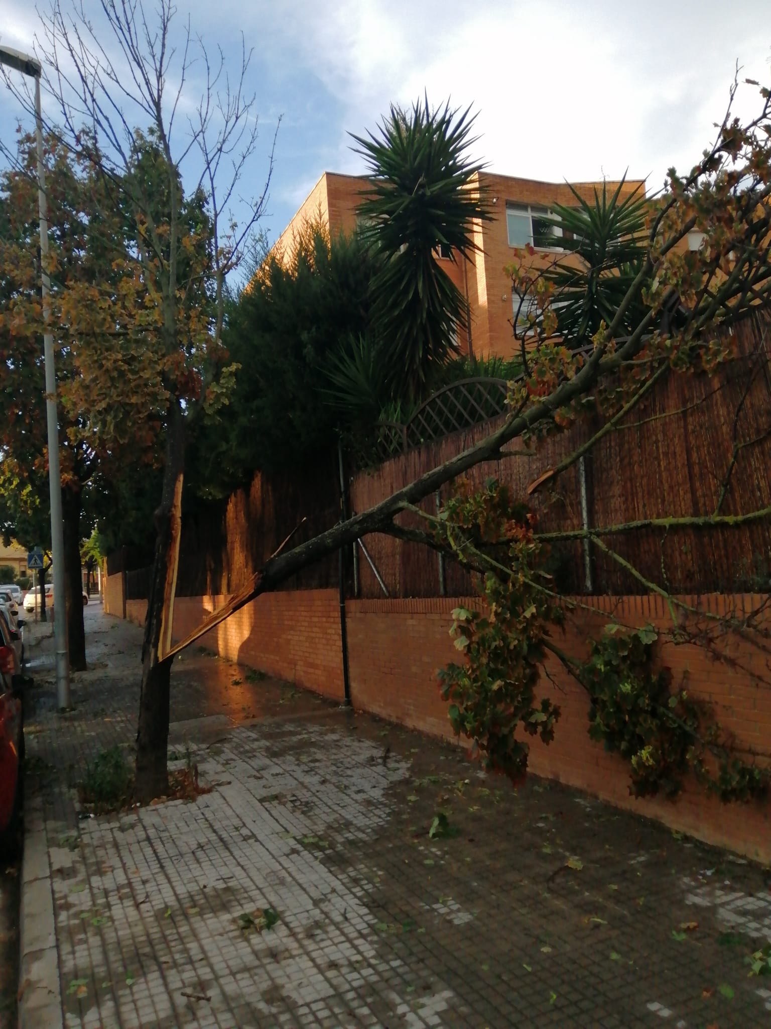 Un arbre caigut a Serraparera. FOTO: Cedida