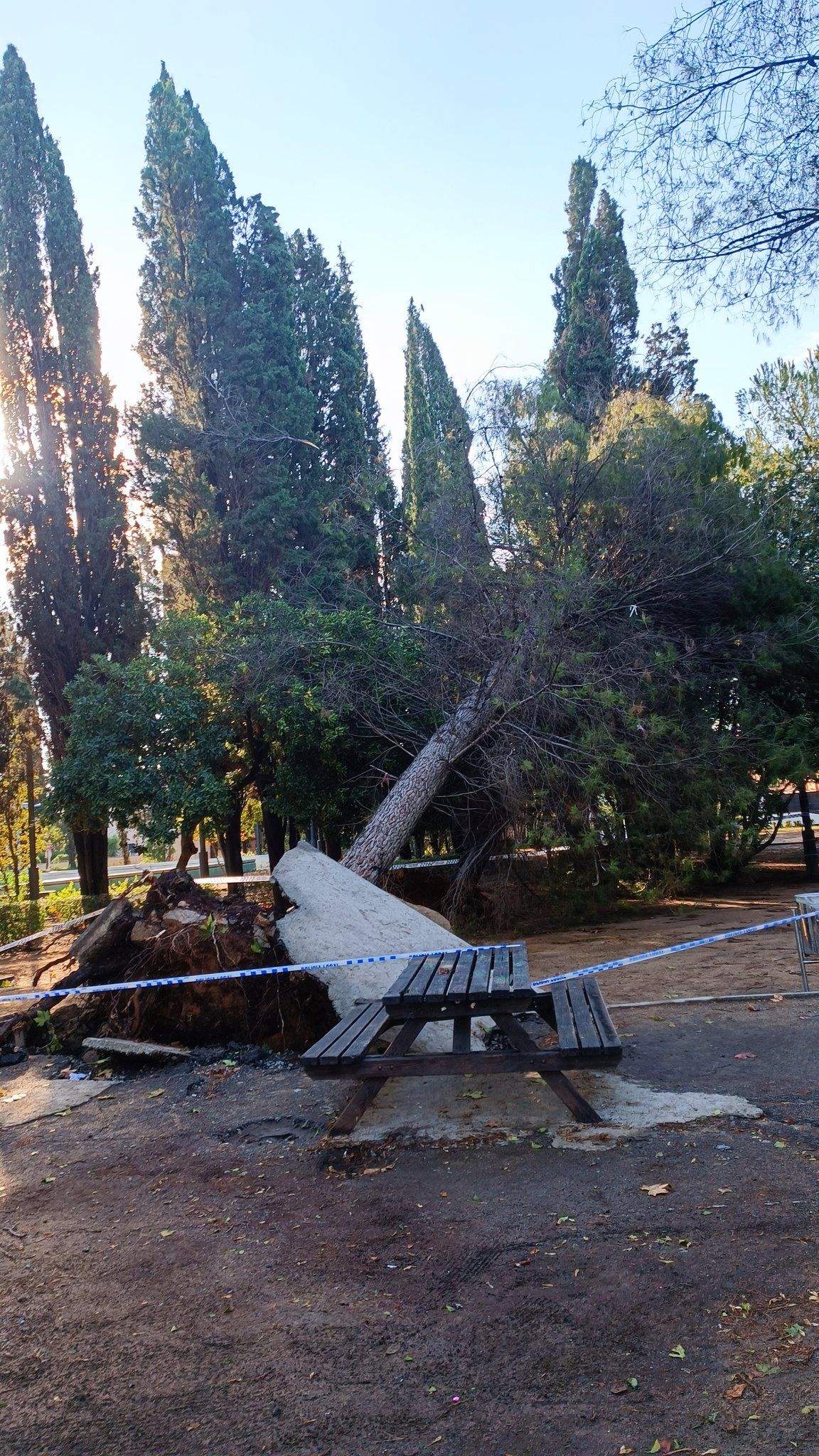 Un arbre caigut al Parc Cordelles. FOTO: @Alberto_W21 Un arbre caigut al Parc Cordelles. FOTO: @Alberto_W21