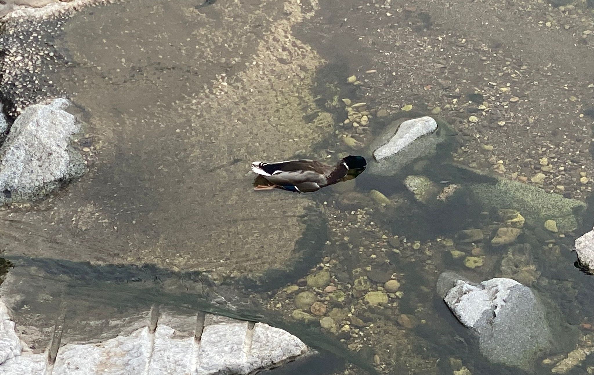 Imatge reallitzada aquesta última setmana d'un ànec mort al Riu Sec. FOTO: Cedida Imatge reallitzada aquesta última setmana d'un ànec mort al Riu Sec. FOTO: Cedida