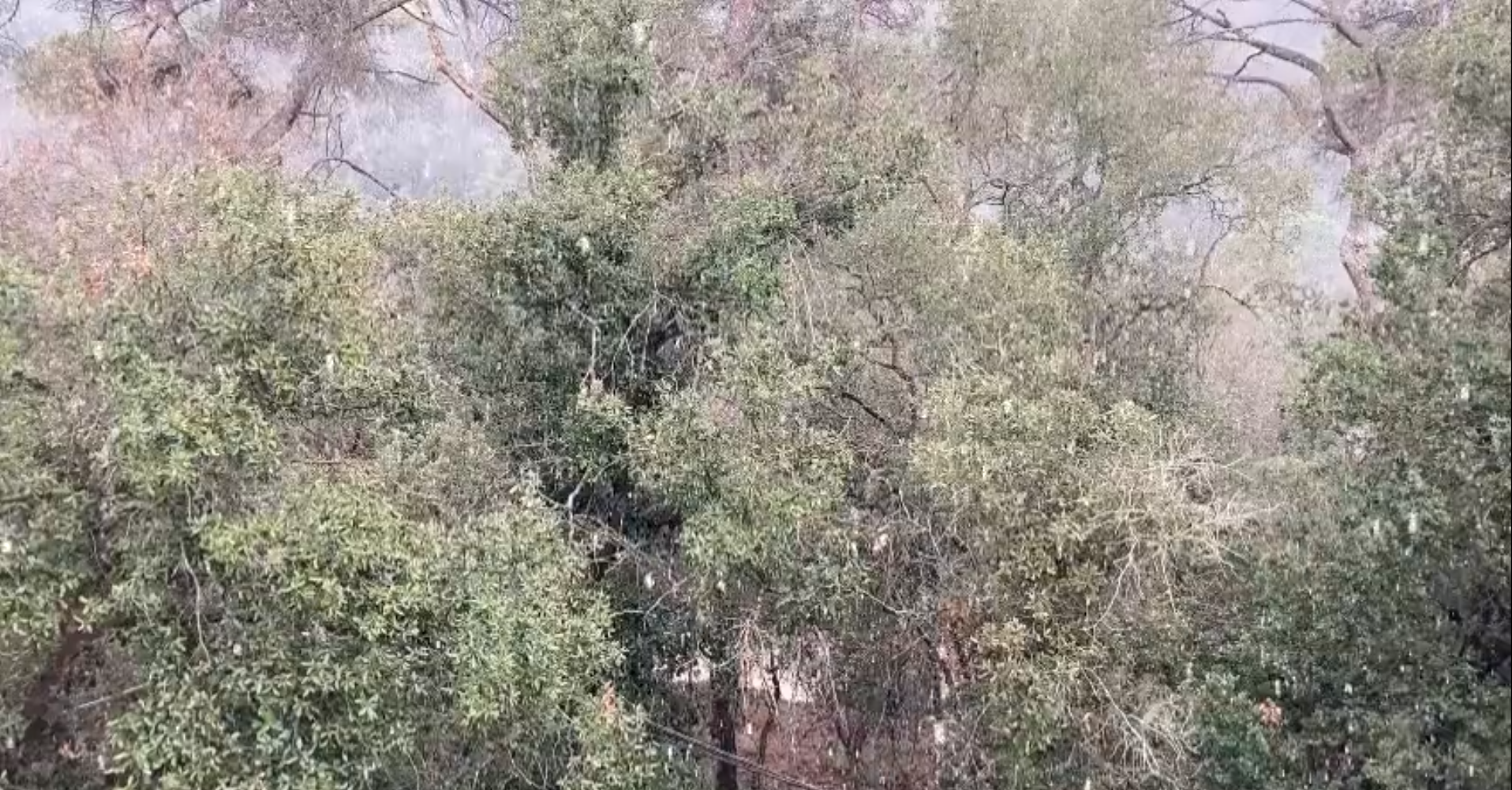 Neu, aquest 24 de gener, a Collserola. FOTO: Parc Natural de Collserola