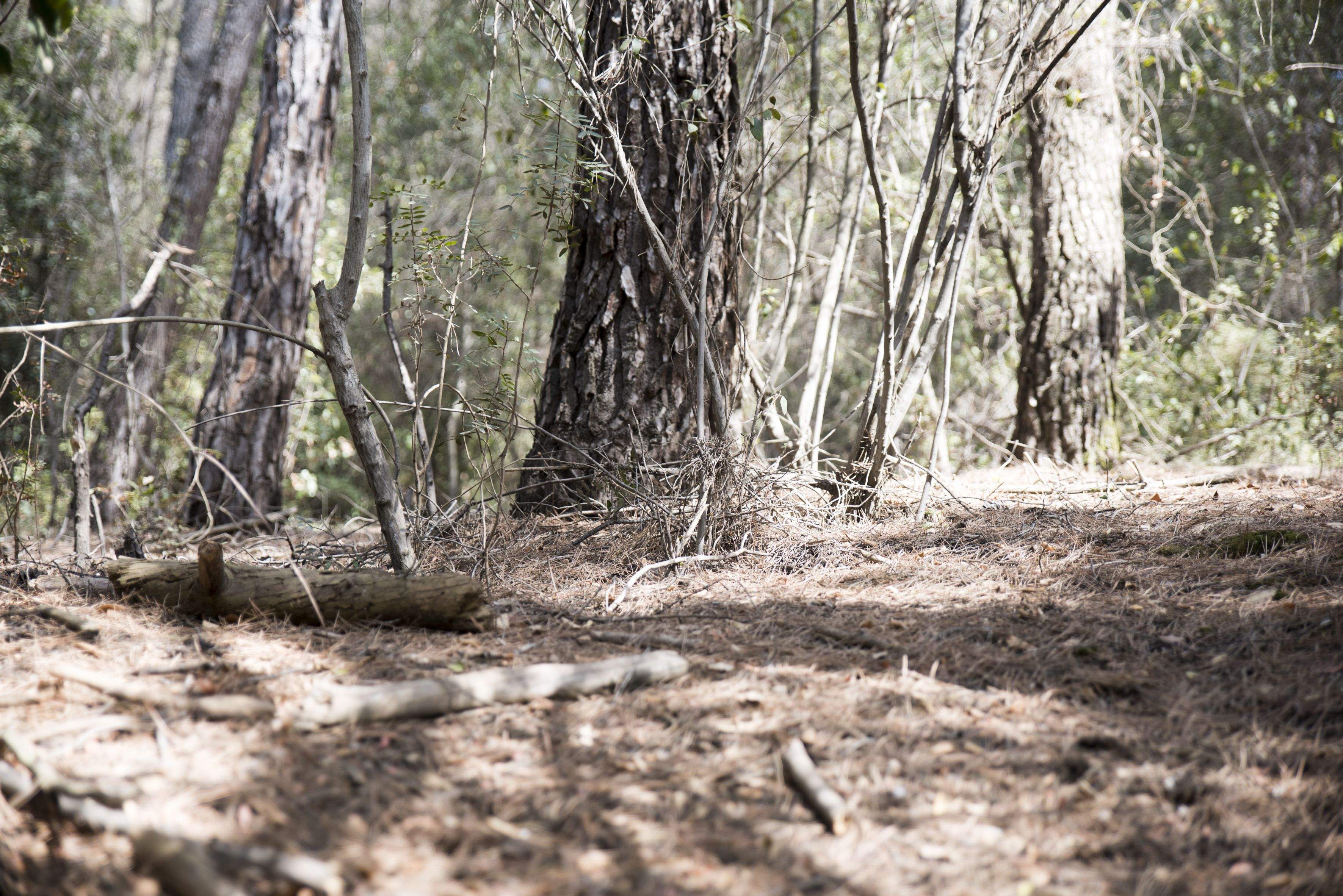Bosc de Collserola. FOTO: Bernat Millet