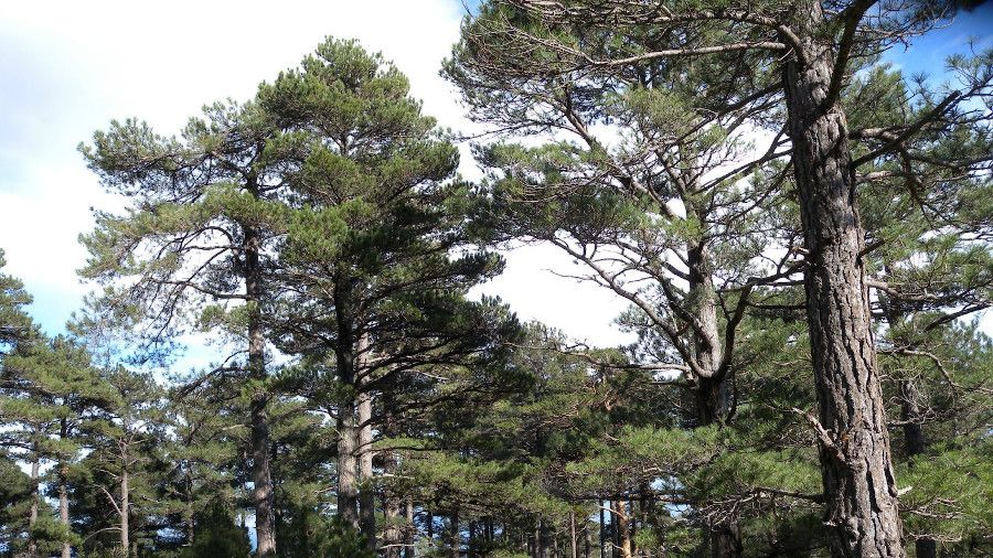 El arbres més alts superen millor les sequeres. FOTO: UAB
