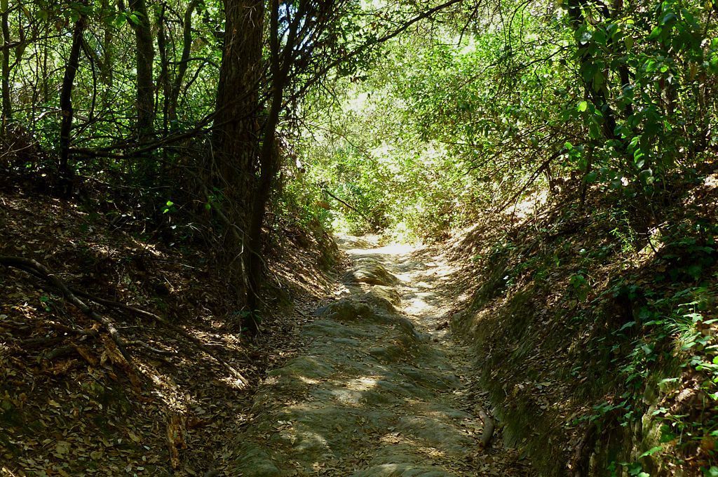 Un camí de Collserola. FOTO: Arxiu Un camí de Collserola. FOTO: Arxiu