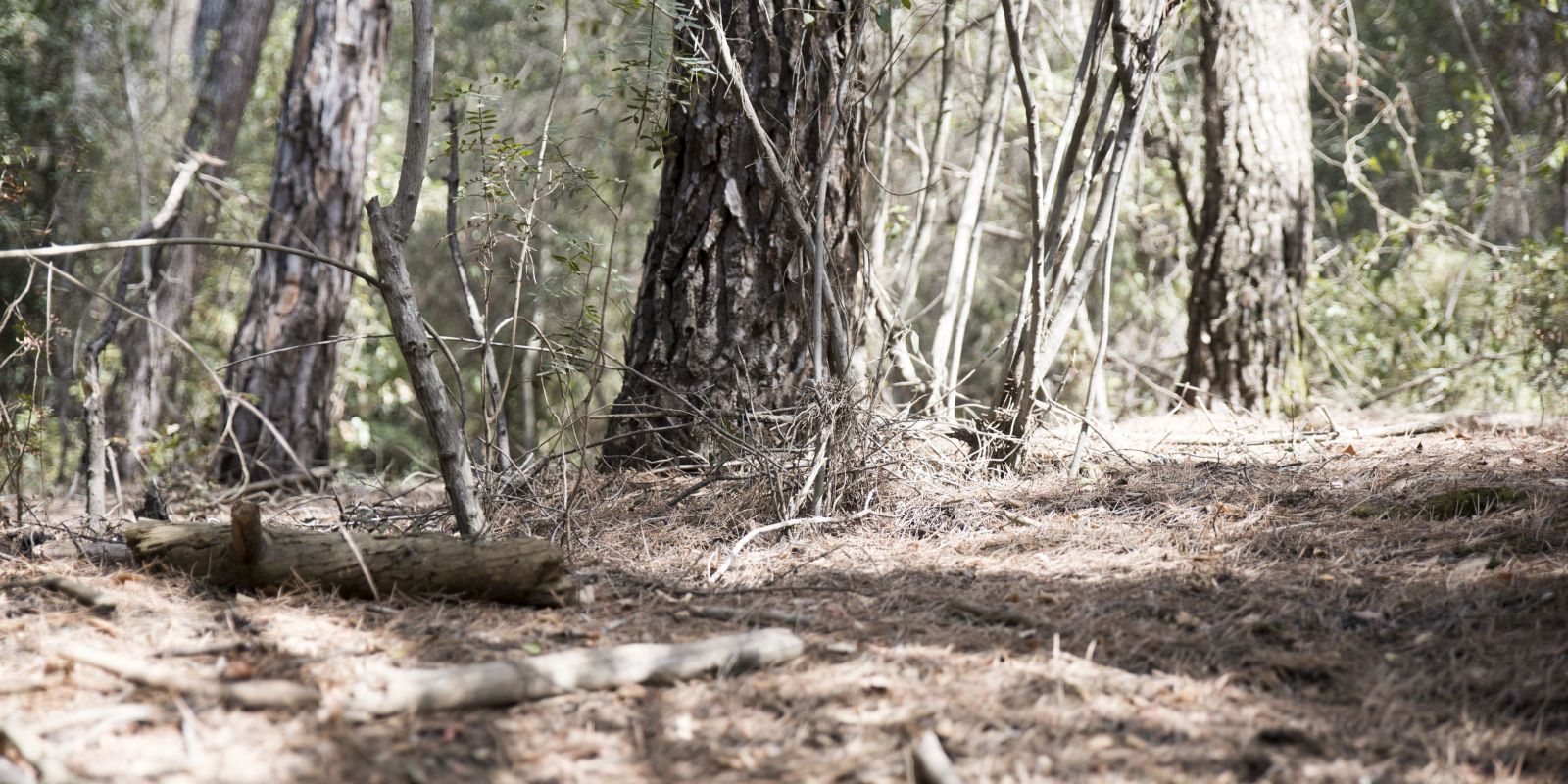El Parc Natural de Collserola en estat d'exepcionalitat per sequera. FOTO: Bernat Millet