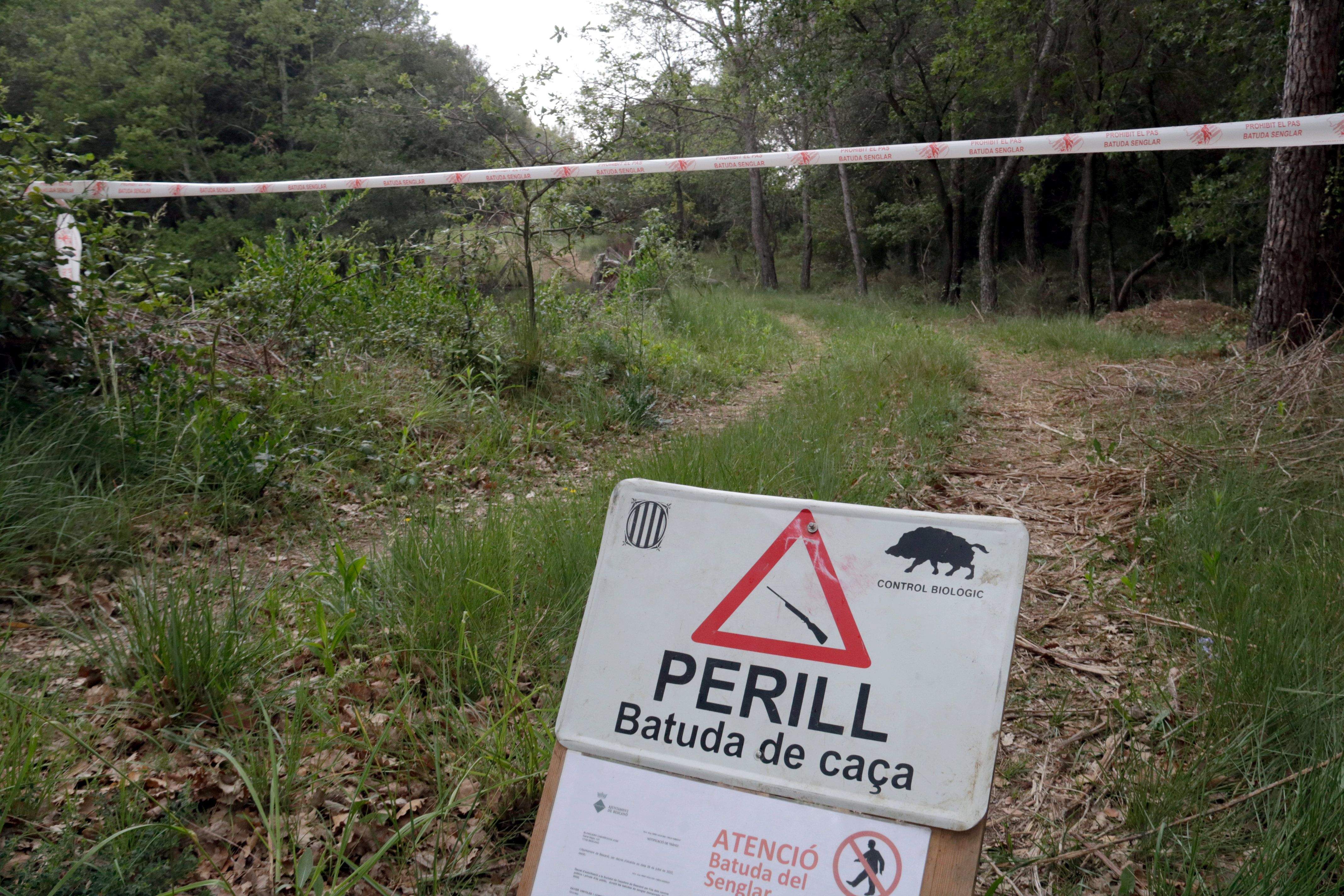 La setmana passada va començar la temporada de la caça del senglar a Collserola. FOTO: ACN La setmana passada va començar la temporada de la caça del senglar a Collserola. FOTO: ACN