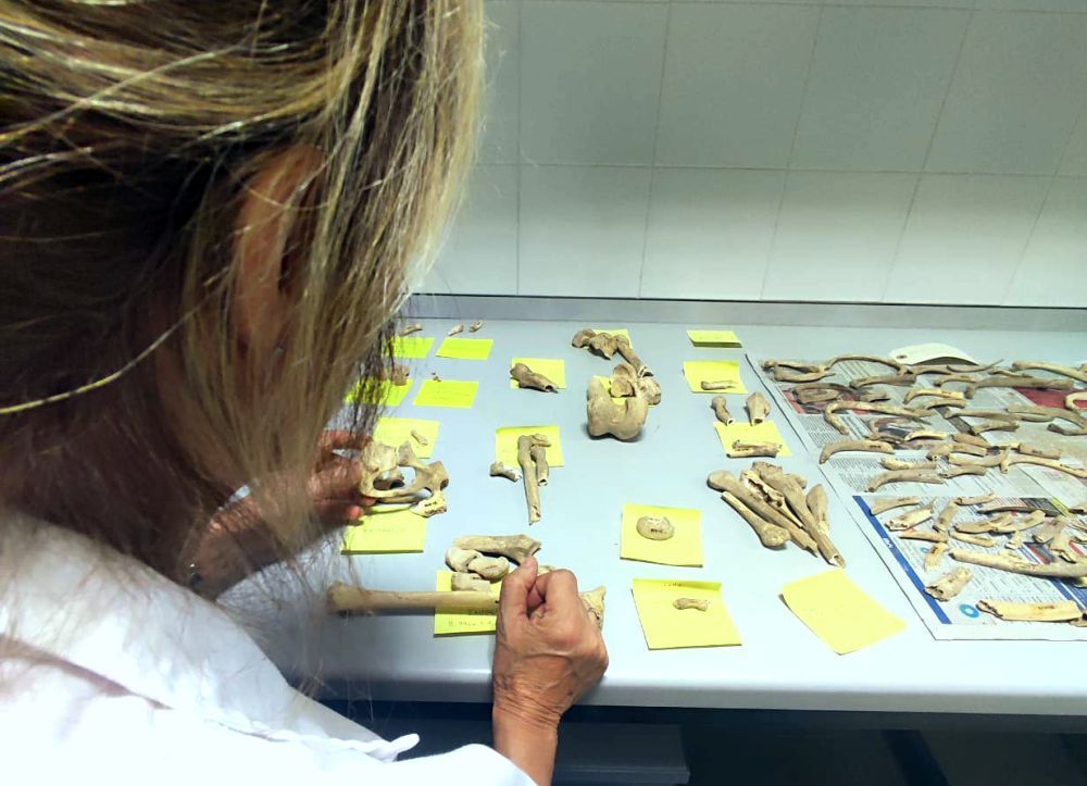 Estudi de les restes d'infants de Ca n'Oliver. FOTO: Ajuntament de Cerdanyola