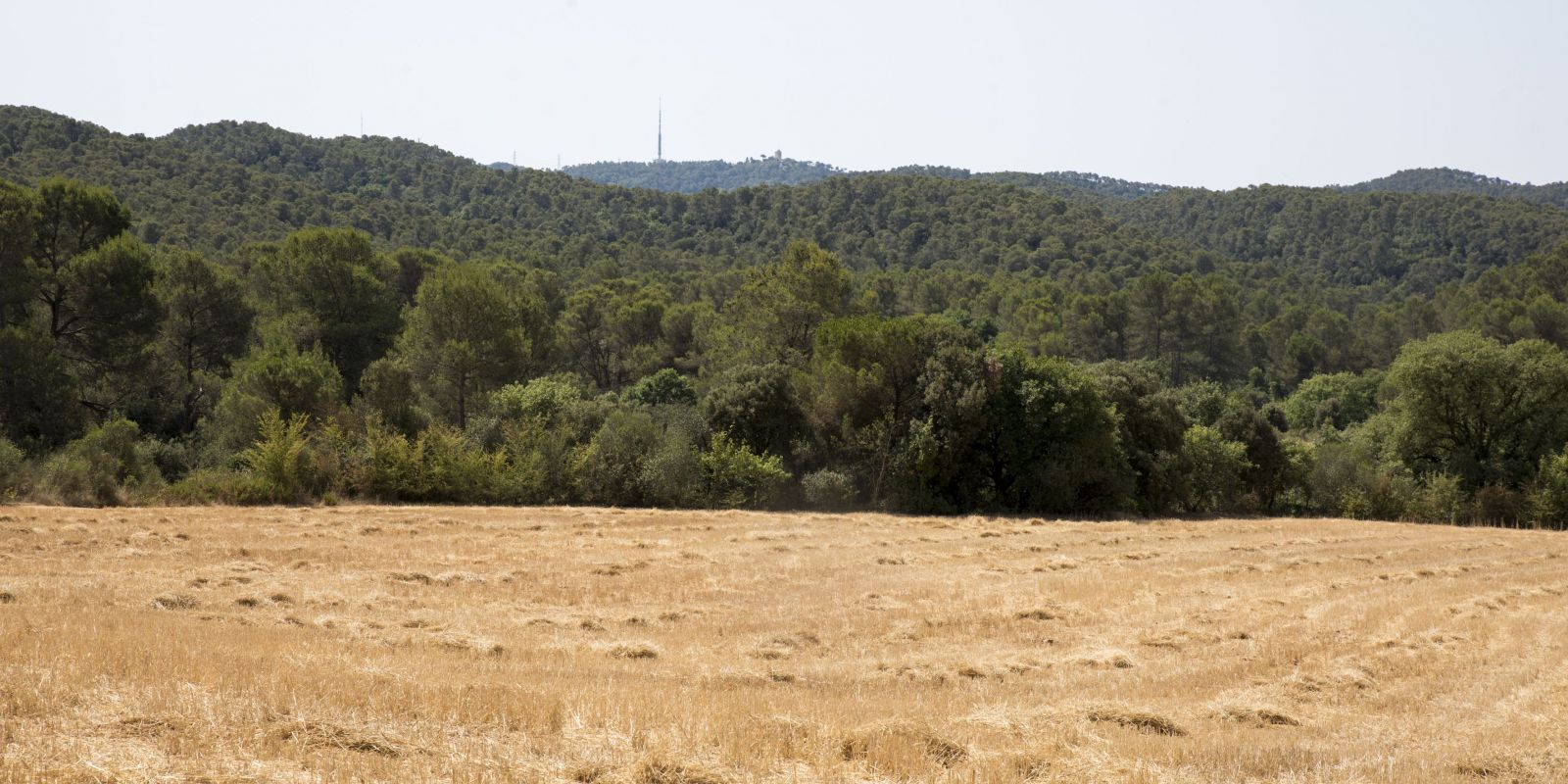 La sequera a Collserola. FOTO: Bernat Millet