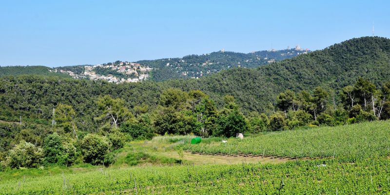  Vinyes a la Serra de Collserola. FOTO: Maria Rosa Ferré