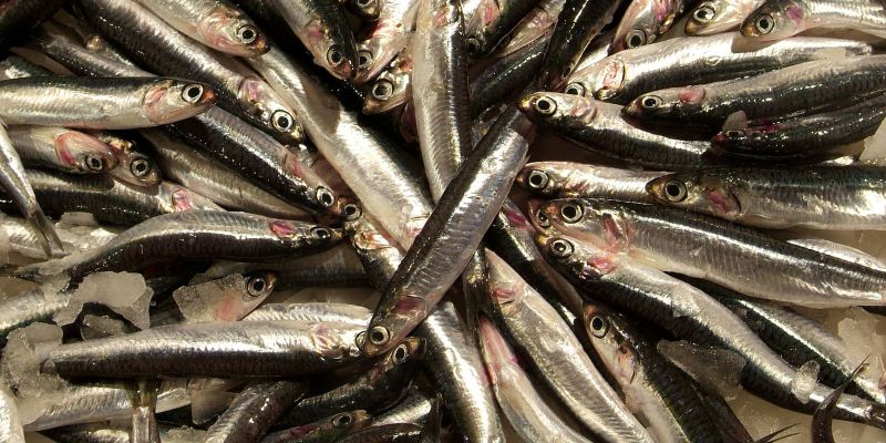 A Catalunya hi ha més de 50 espècies de peixos que es poden cuinar de manera molt fàcil i que són deliciosos. FOTO: Departament d’Acció Climàtica, Alimentació i Agenda Rural A Catalunya hi ha més de 50 espècies de peixos que es poden cuinar de manera molt fàcil i que són deliciosos. FOTO: Departament d’Acció Climàtica, Alimentació i Agenda Rural
