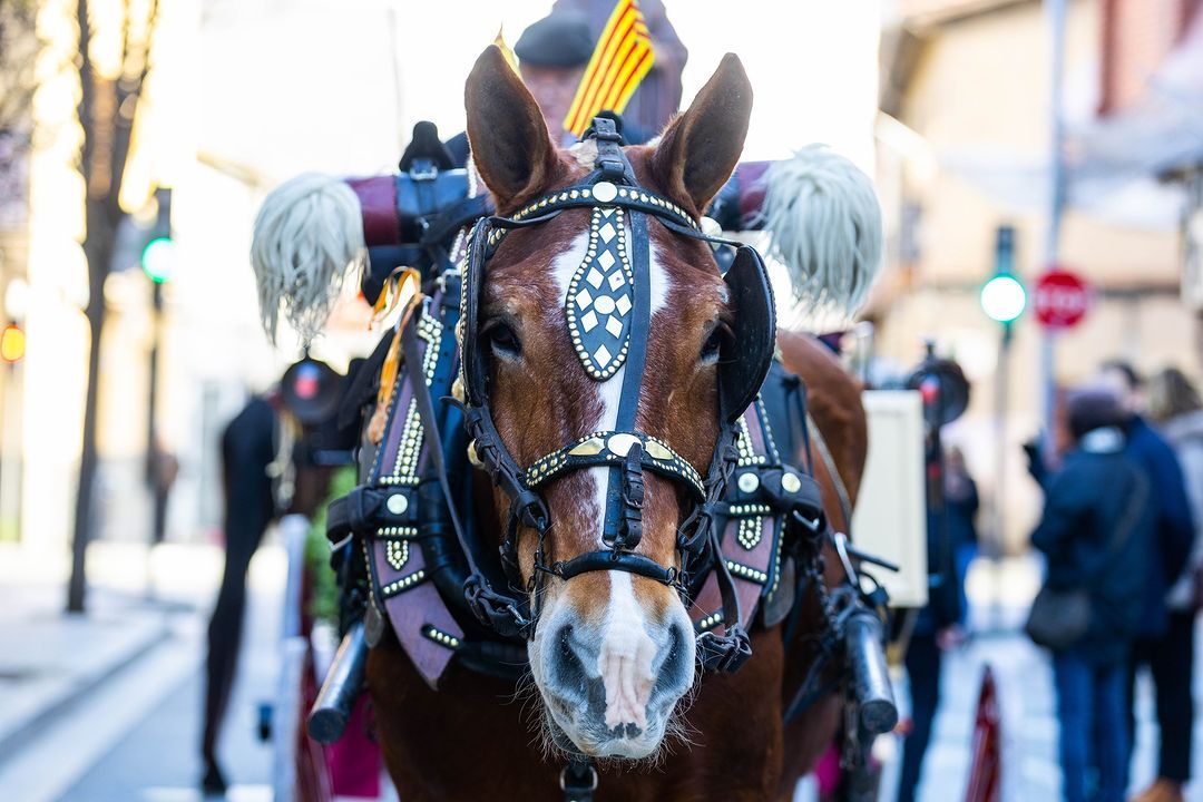 Cavall durant els Tres Tombs a Cerdanyola. FOTO: Ajuntament de Cerdanyola