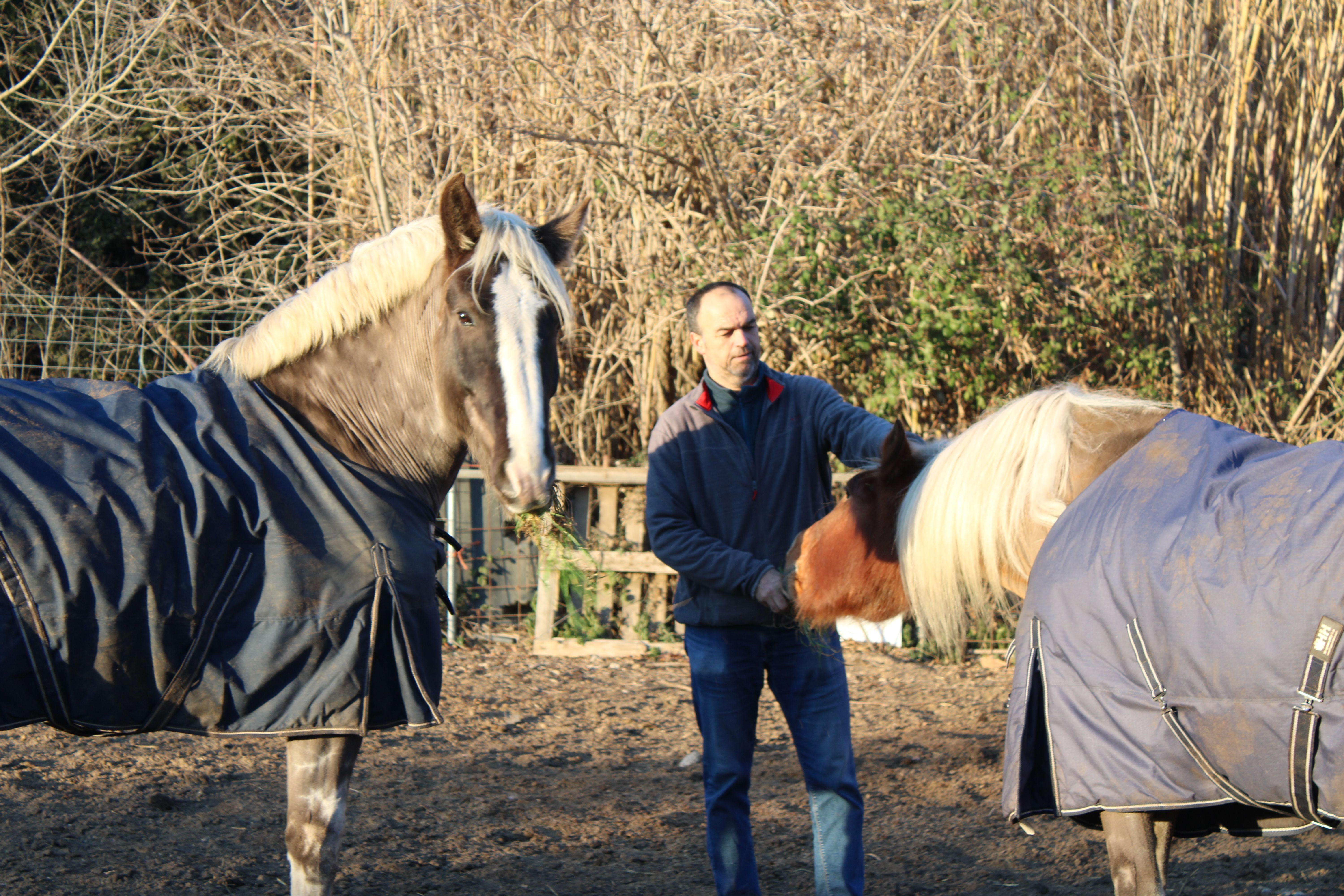 Els Arriers i Arrieres de Cerdanyola tenen 13 cavalls en una parcel·la del Parc Tecnològic. FOTO: Guillem Barrera