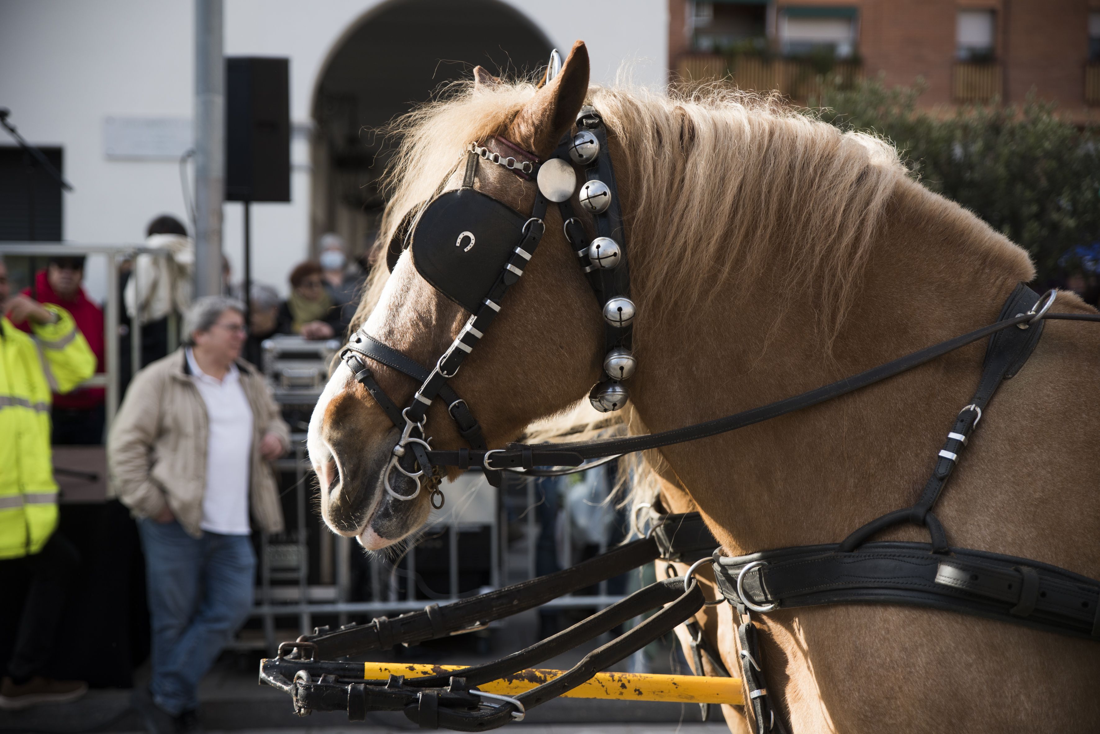 Passada dels Tres Tombs 2024. FOTO: Bernat Millet