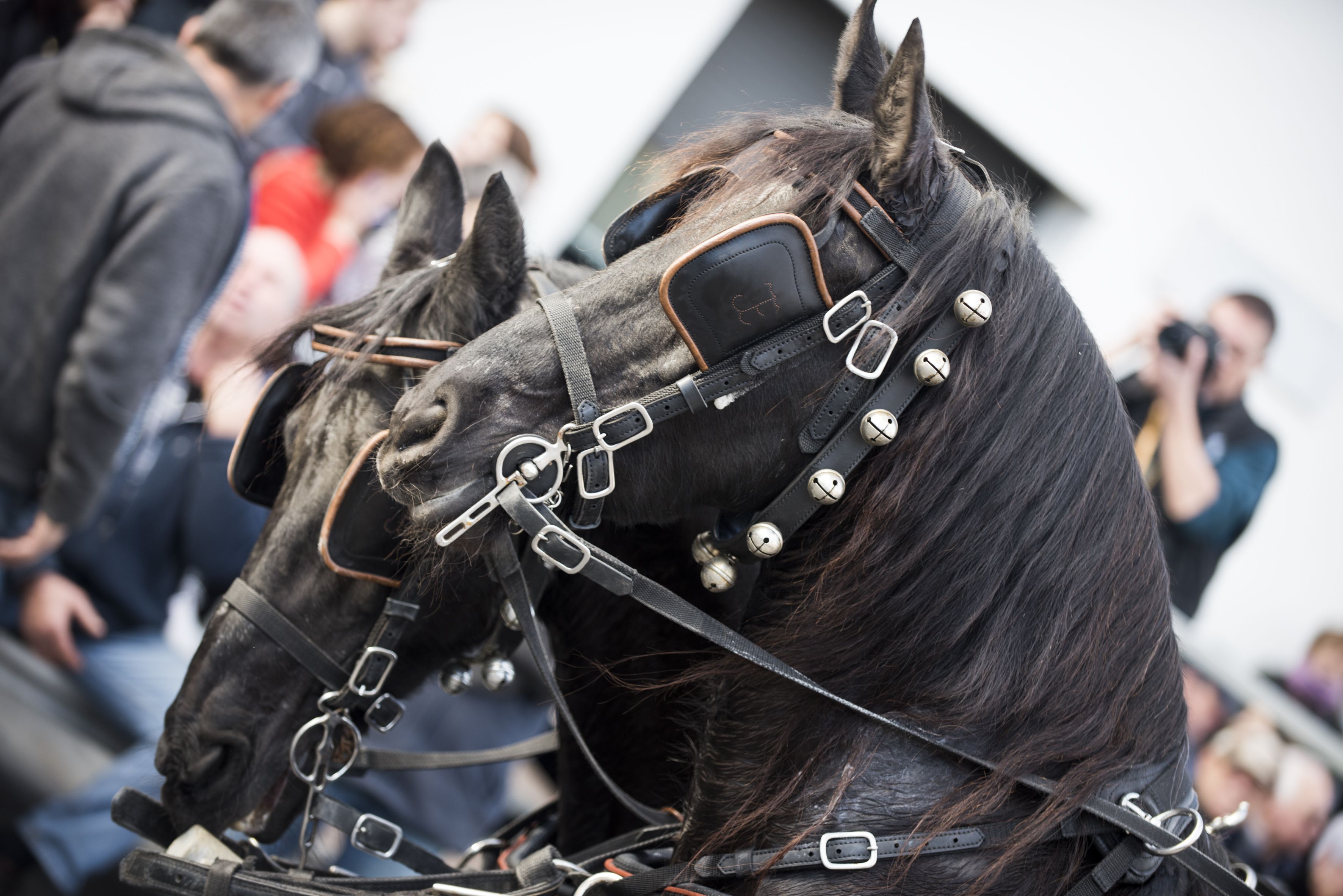Passada dels Tres Tombs 2024. FOTO: Bernat Millet Passada dels Tres Tombs 2024. FOTO: Bernat Millet