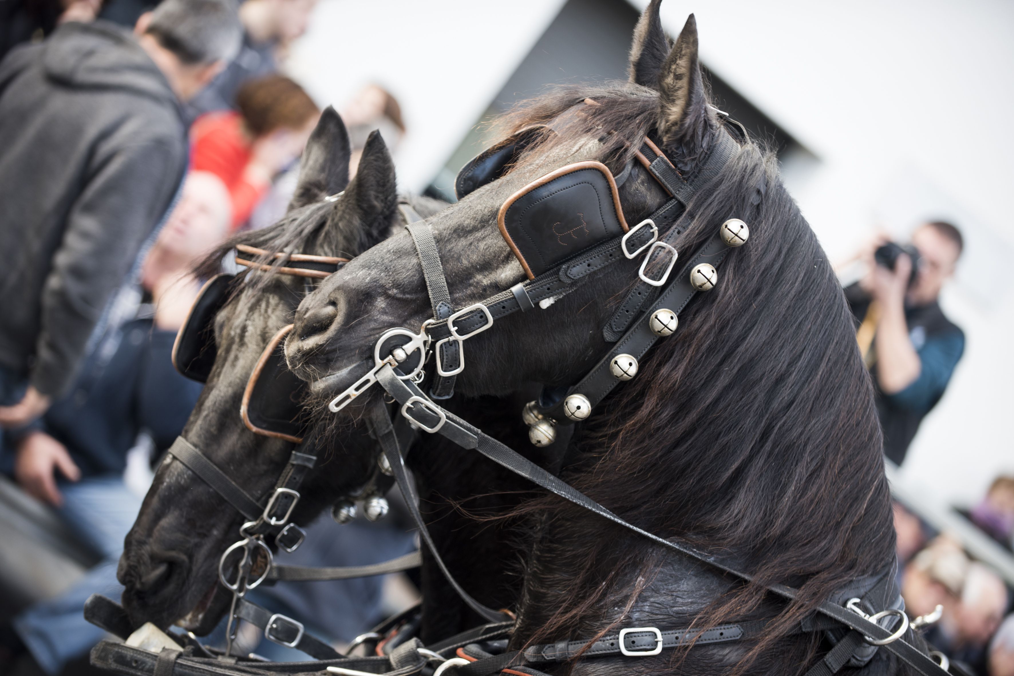 Passada dels Tres Tombs 2024. FOTO: Bernat Millet