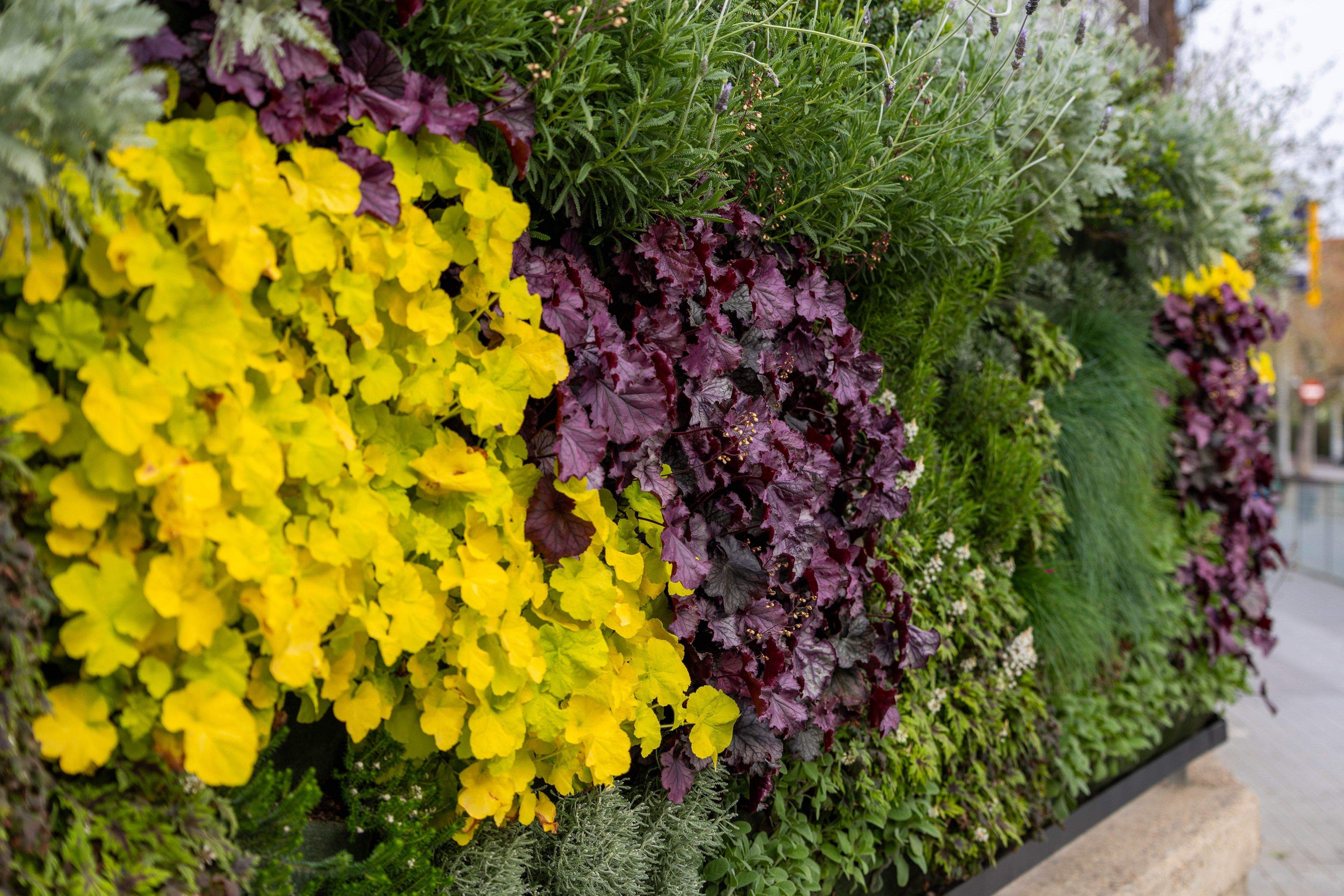 Jardí vertical de l'Escola Sant Martí. FOTO: Ajuntament de Cerdanyola