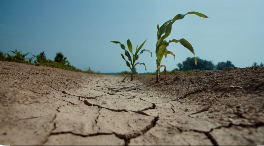 Imatge de la sequera. FOTO: CCVO