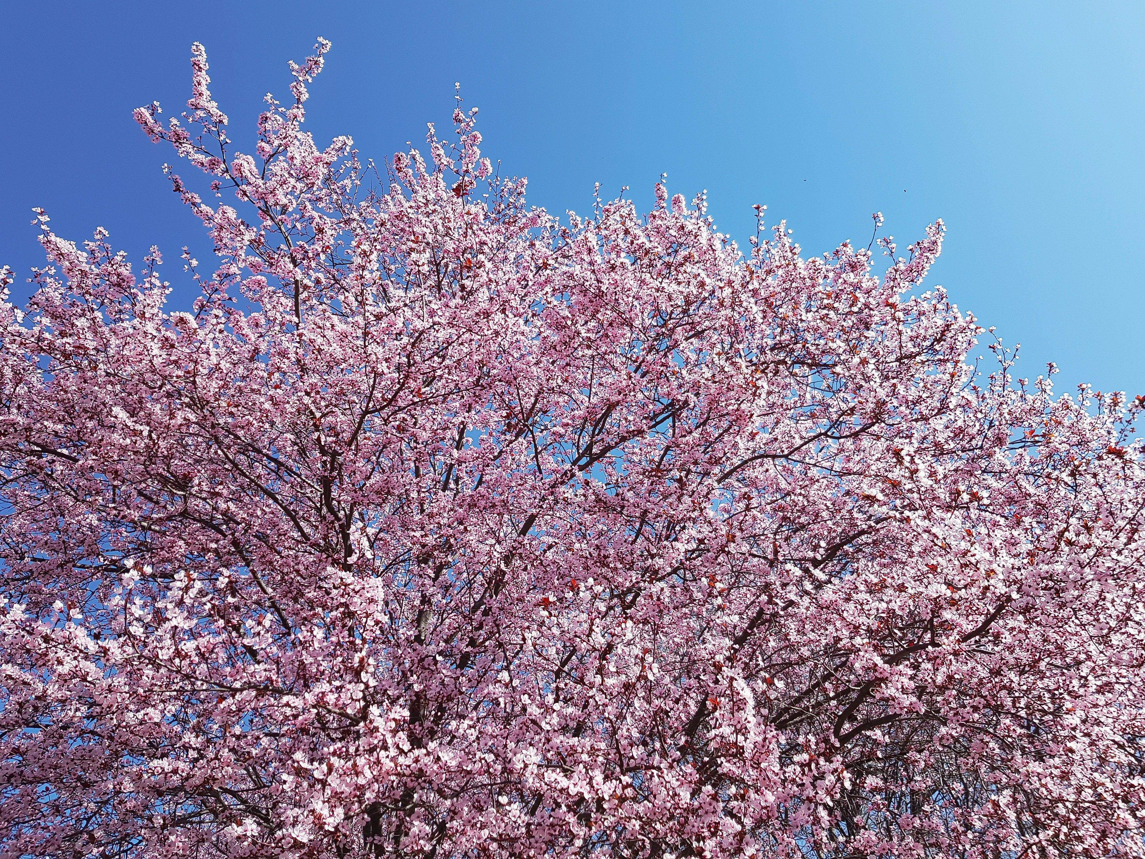 Hanami. FOTO: Dimitry B. (unsplash)