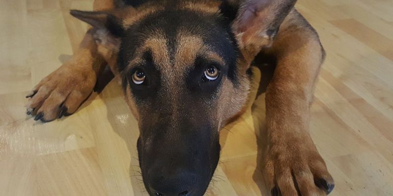 Per a la majoria de gossos i els seus propietaris els petards son un veritable malson 