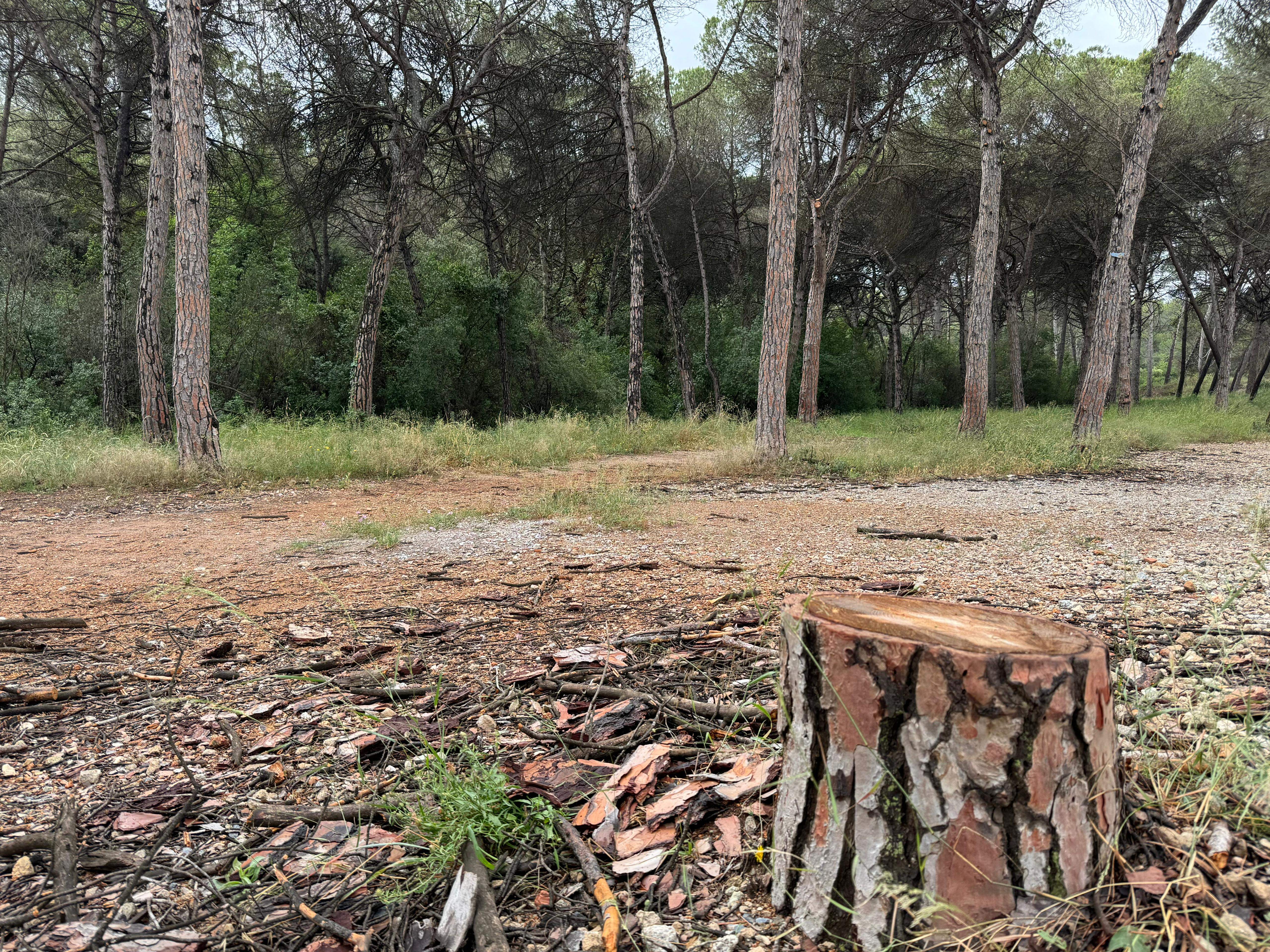 Arbres talats que s'havien mort per la sequera a Collserola. FOTO: TOT