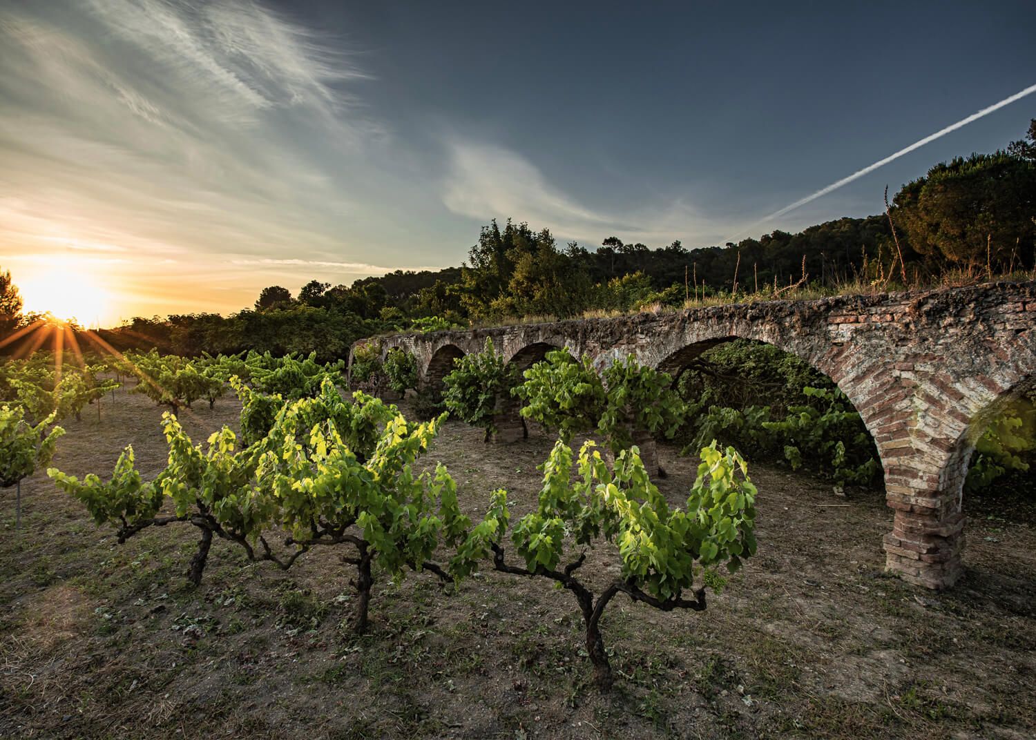 Vinyes de Rabassaires a Can Canaletes. FOTO: Cedida