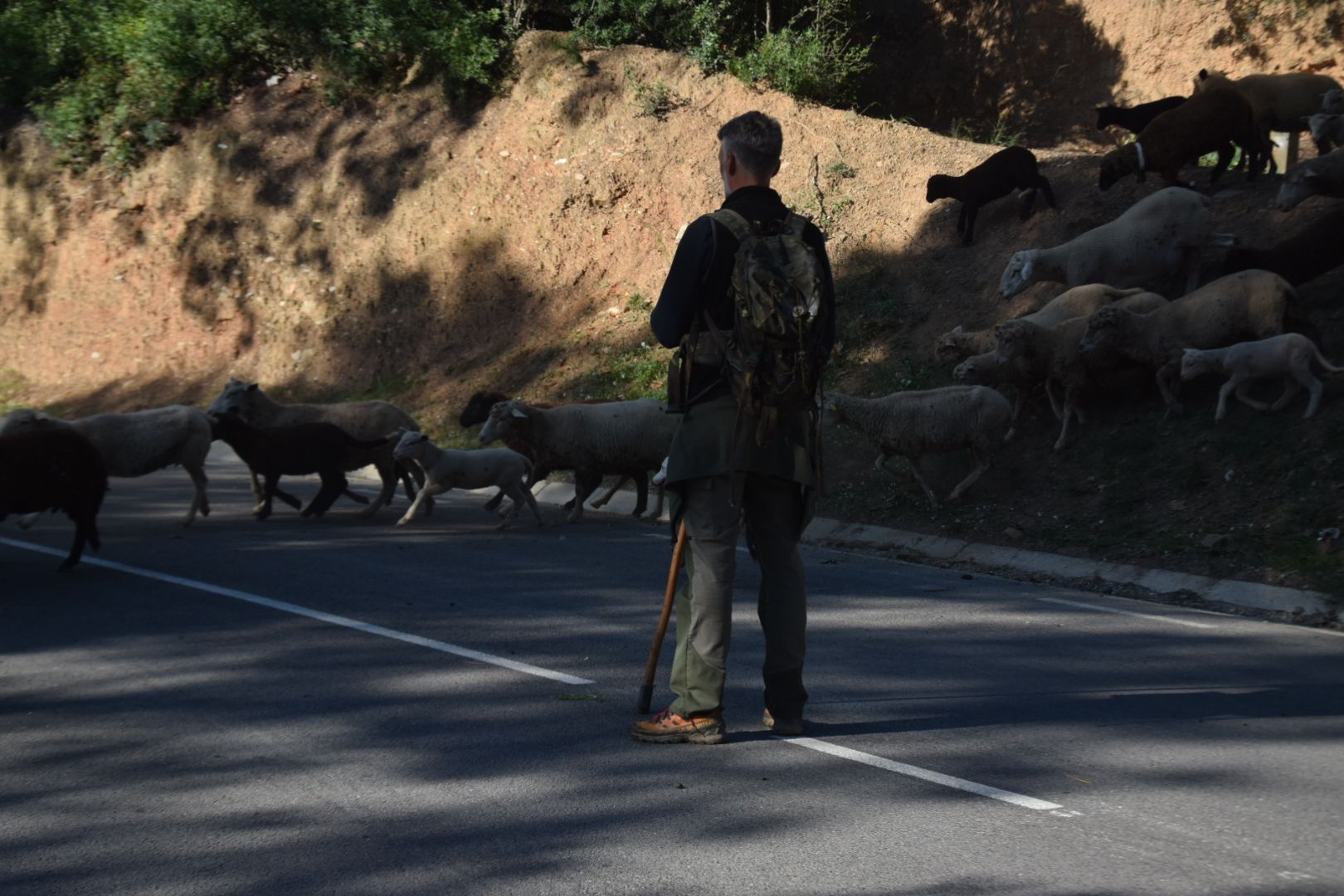 David Barrero trasllada el seu ramat de Cerdanyola a Montcada. FOTO: Marc Mata
