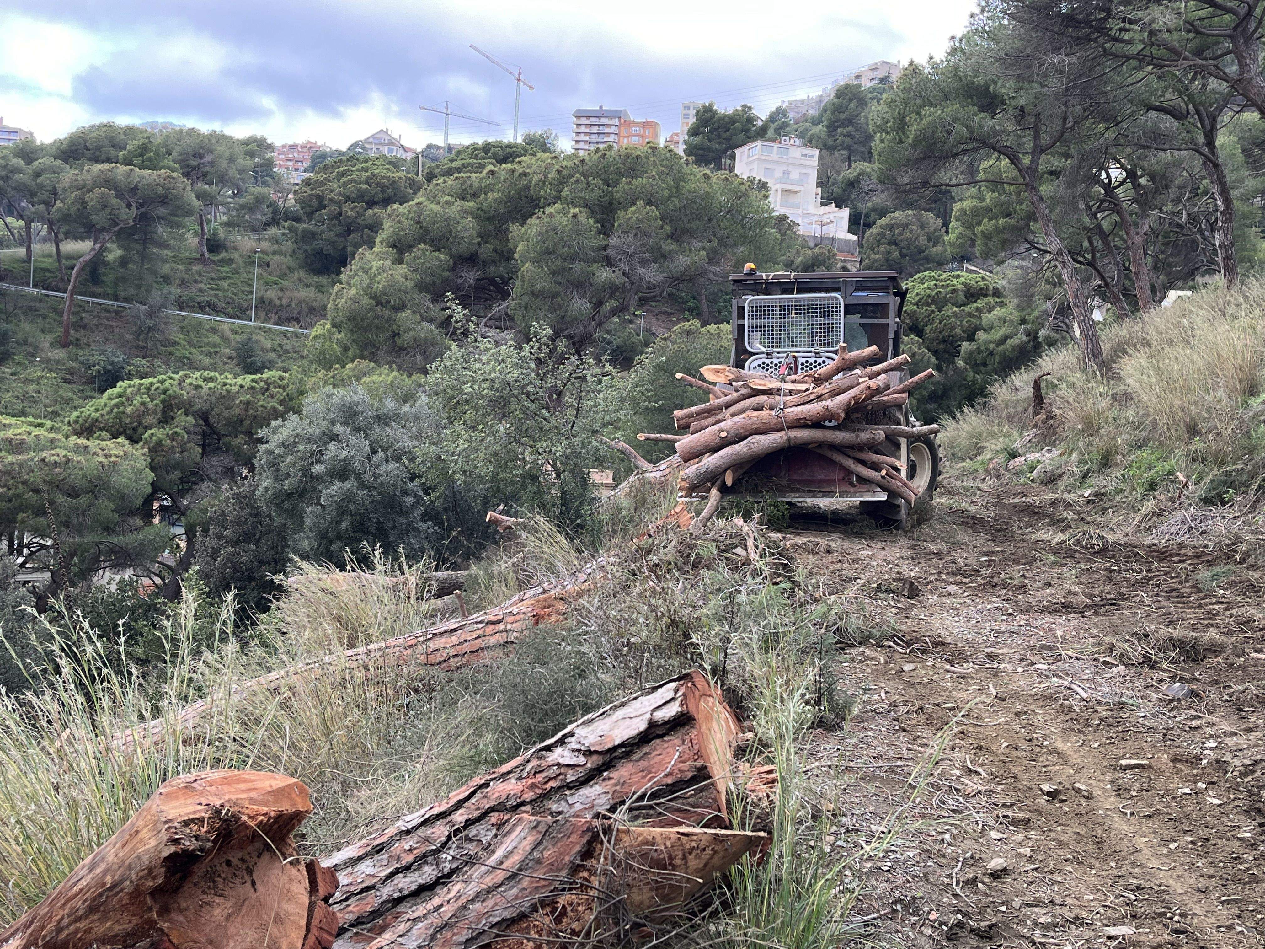 El Parc Natural de Collserola neteja franges i retira arbres morts per minimitzar el risc d'incendi. FOTO: ACN