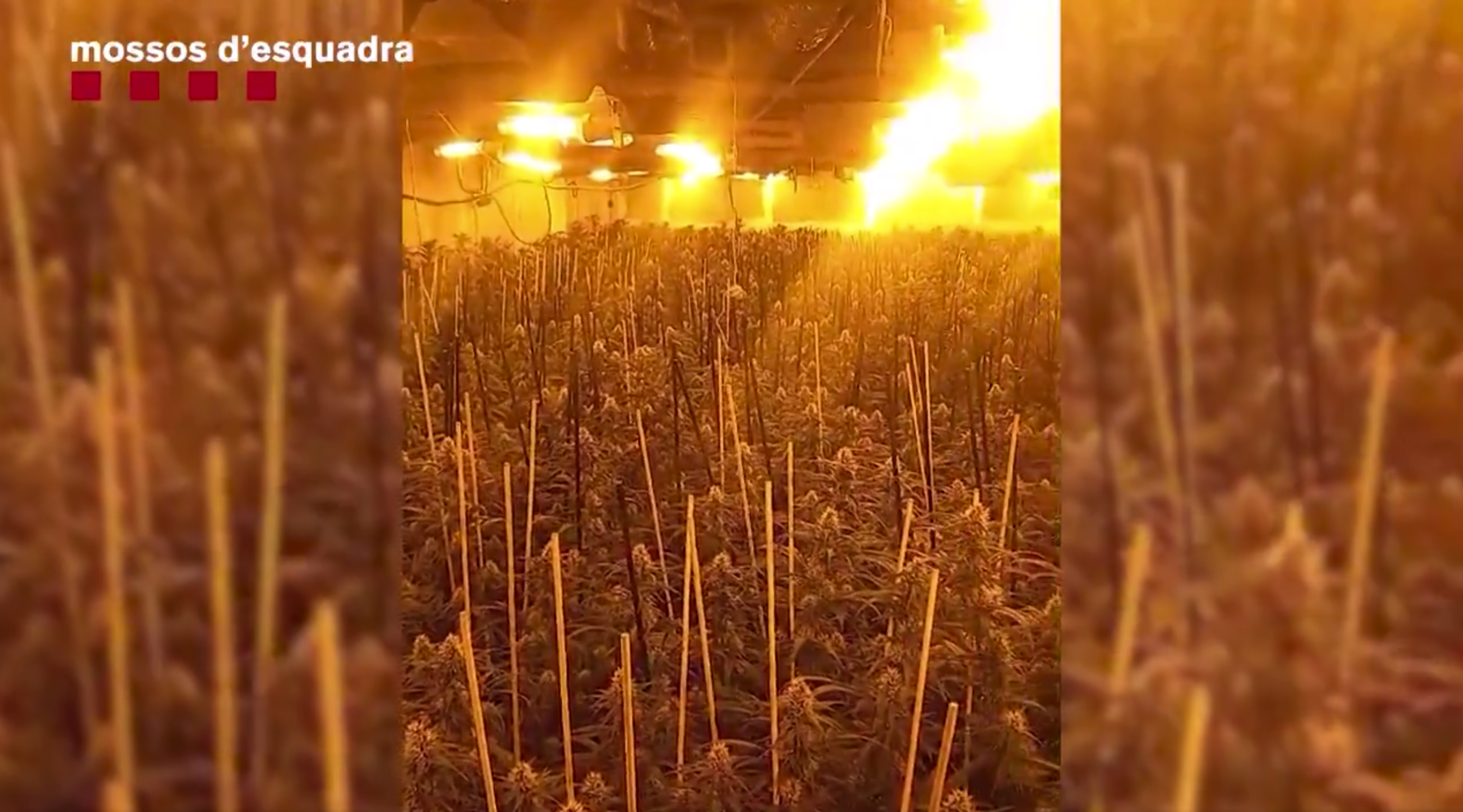 Interior de la nau de Ripollet on hi havia la plantació de marihuana. FOTO: Mossos d'Esquadra